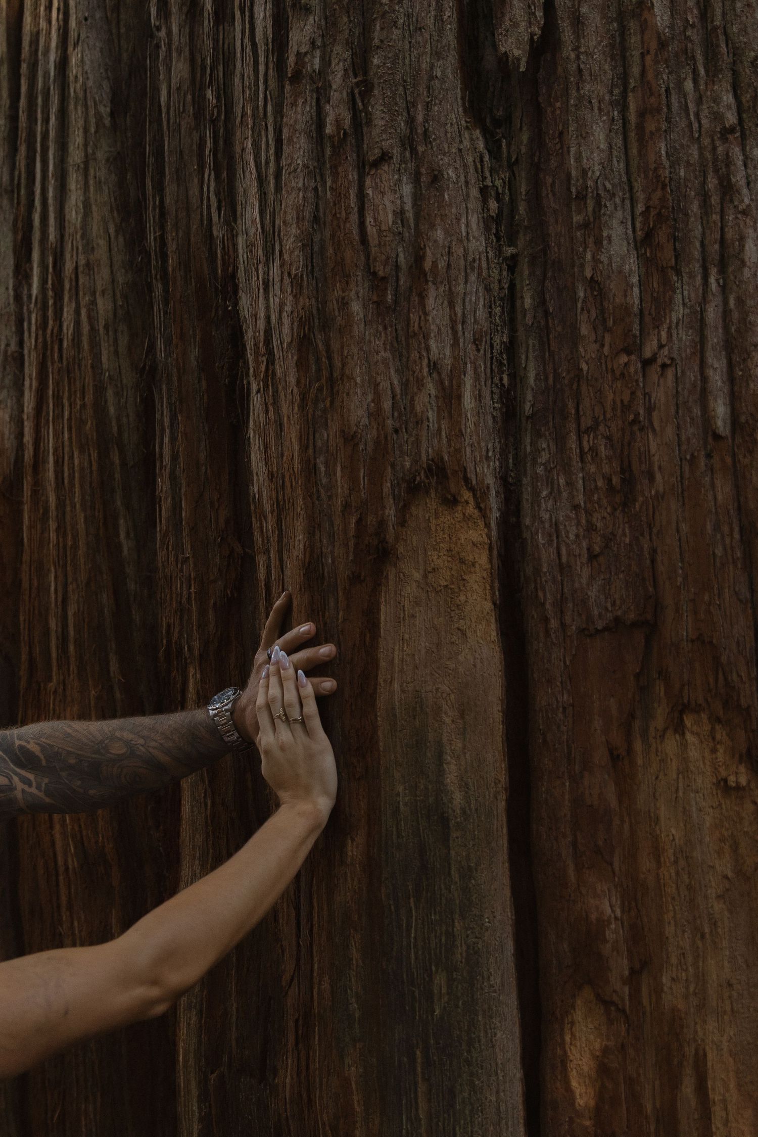 Tattooed arm and bride's hand touching rough bark of ancient redwood tree.