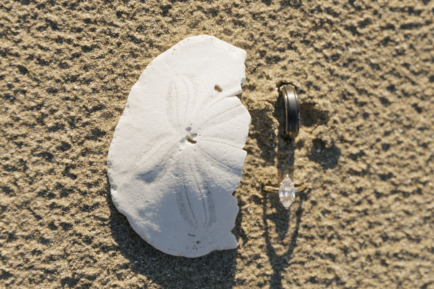 White sand dollar and wedding rings resting on sandy beach in natural sunlight.