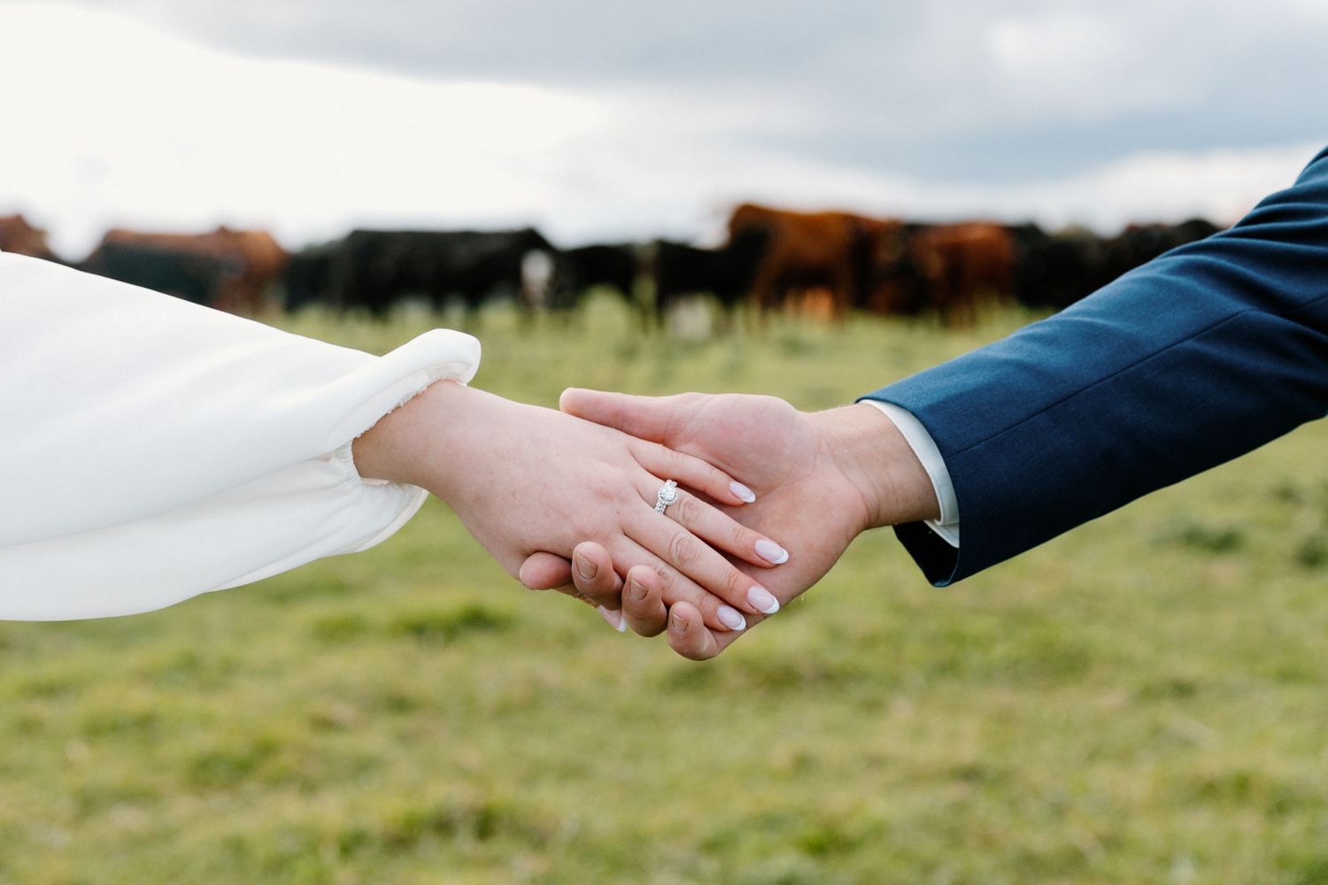 Close-up of newlyweds holding hands showing wedding ring with cattle grazing in background.