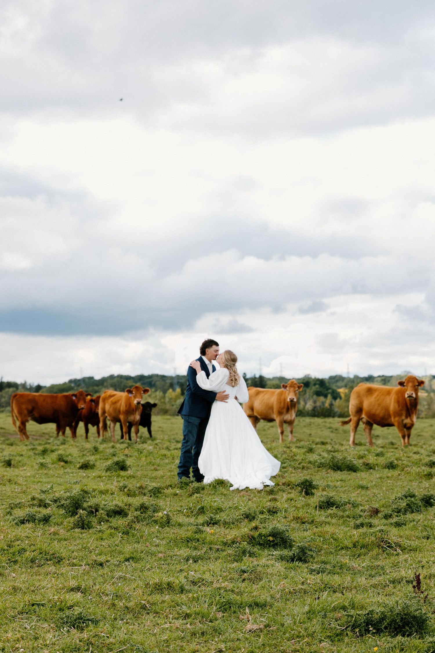 Bride and groom embracing in a green field with brown cows grazing under a cloudy sky.