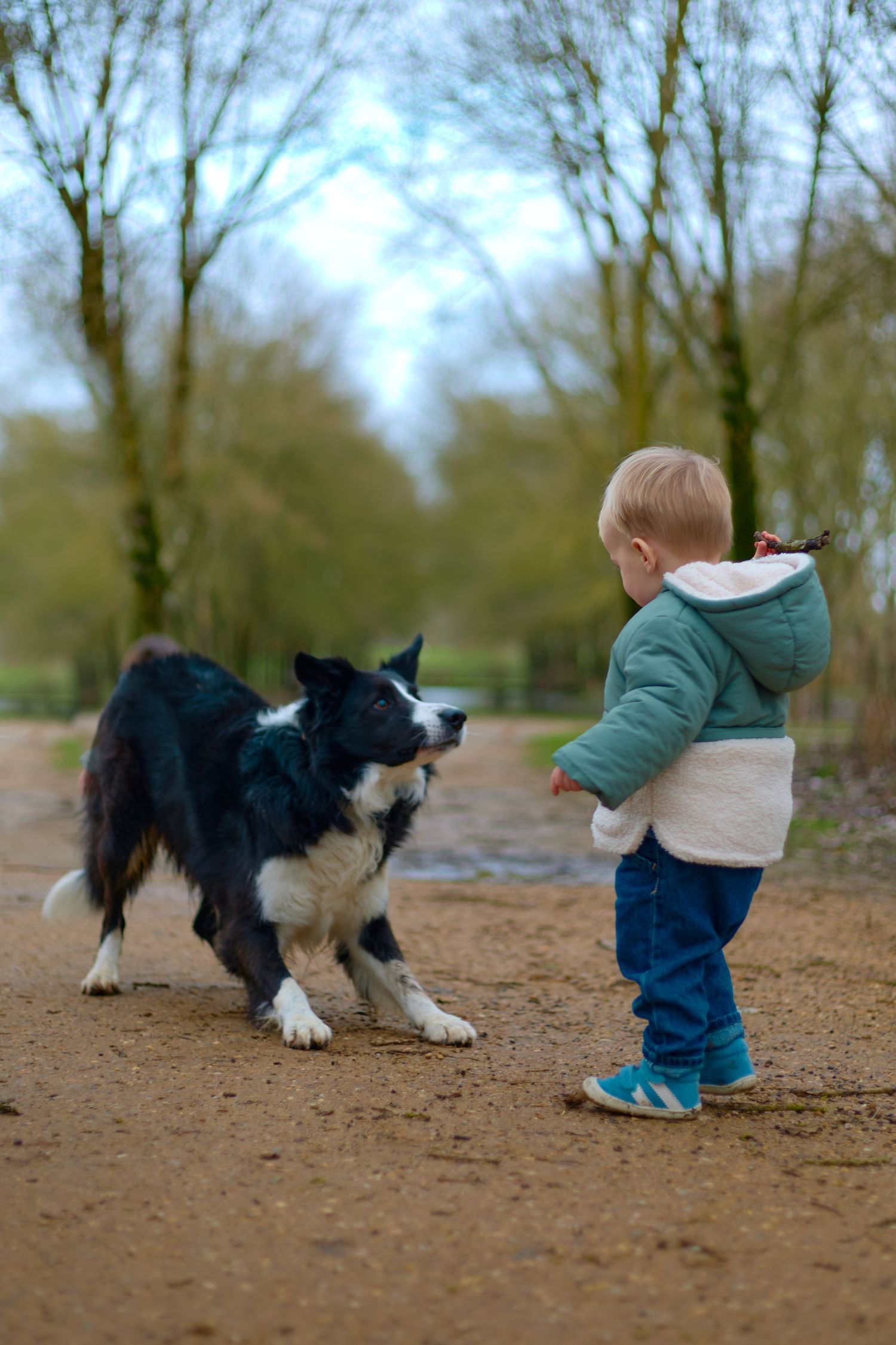 Toddler playing with a black and white border collie dog on a dirt path.
