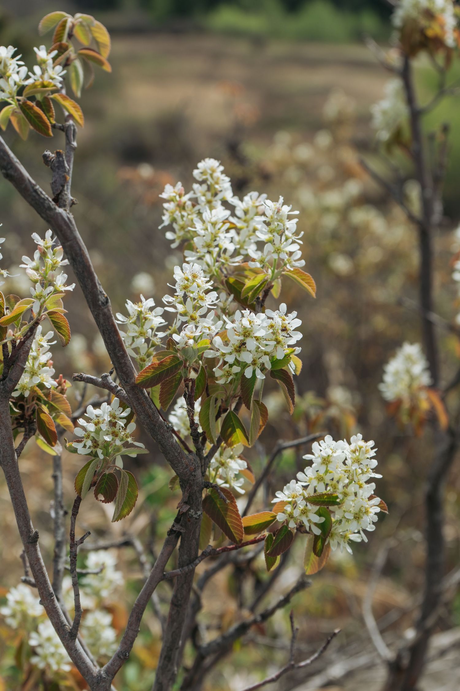 Close-up of wild flowering branches in the Alberta landscape