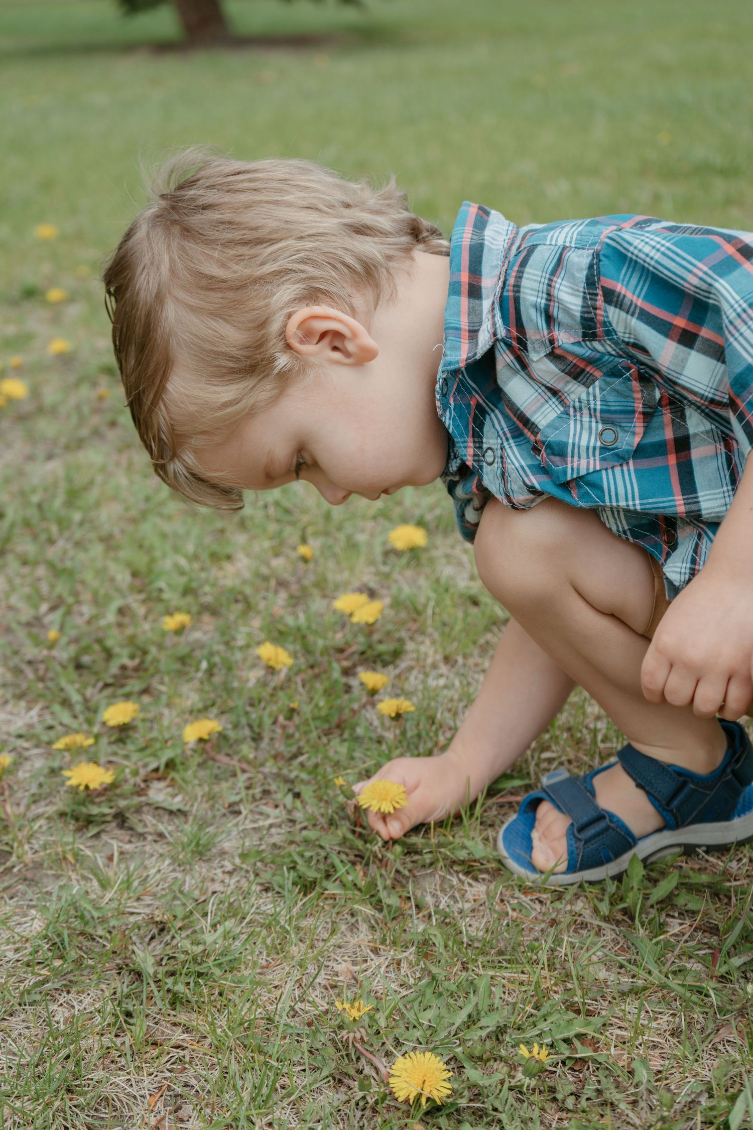 Young boy crouching in the grass picking dandelions, Cochrane family photography