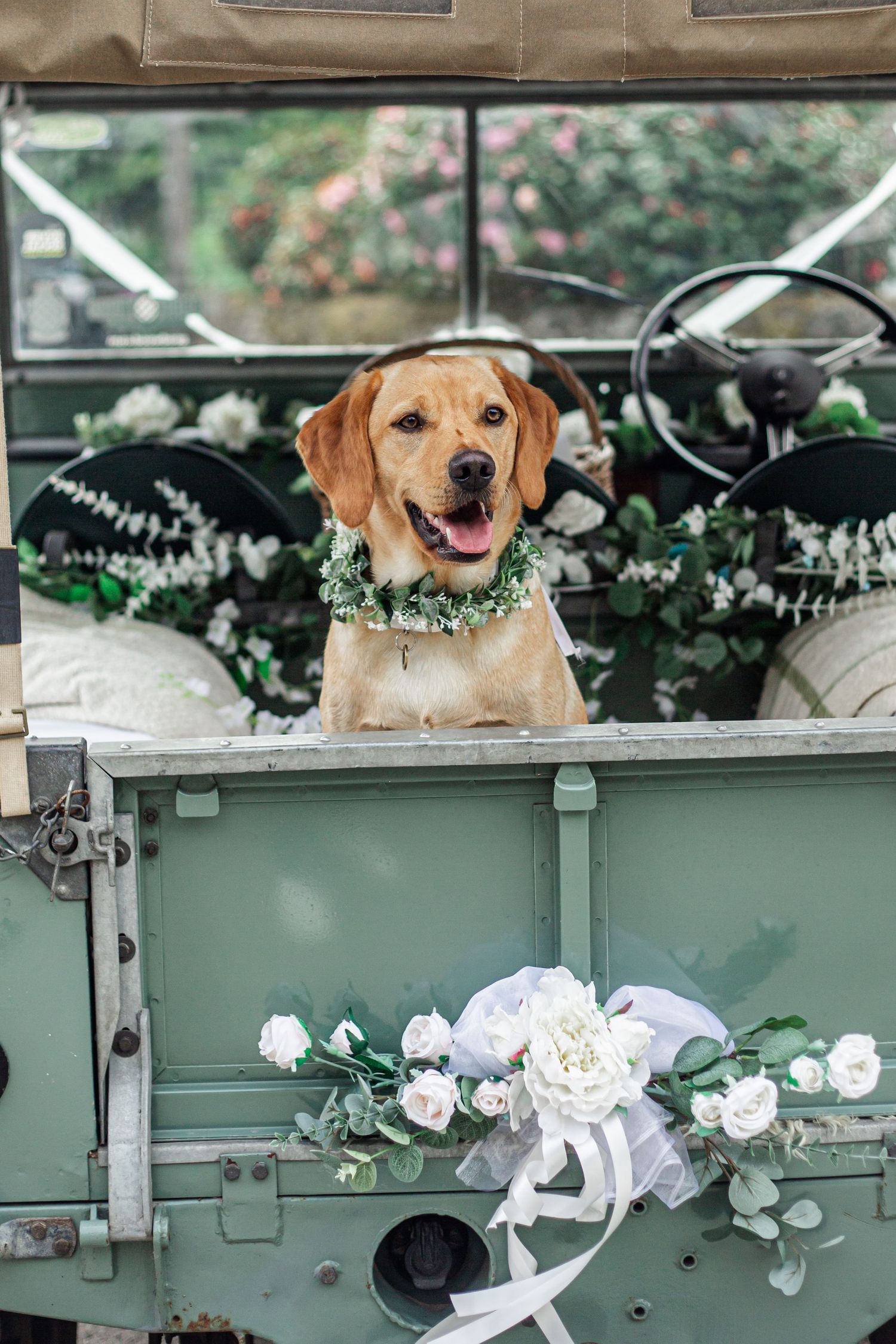 The ring bearer golden retriever dog sits in vintage mint green Jeep, decorated with white flowers at Fitzleroi Barn.