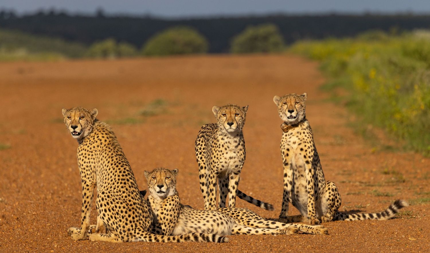 BIG CATS
