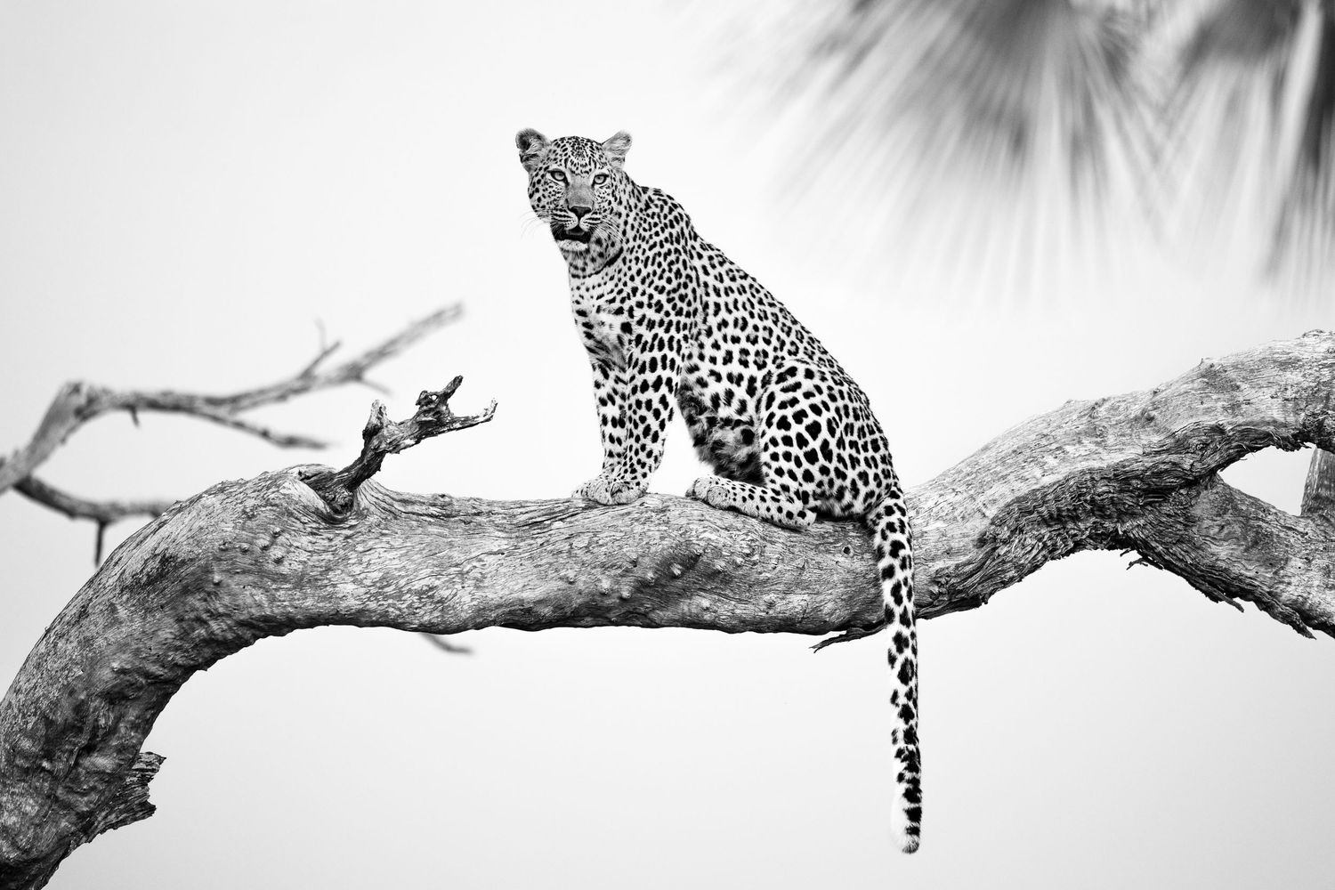 BIG CATS