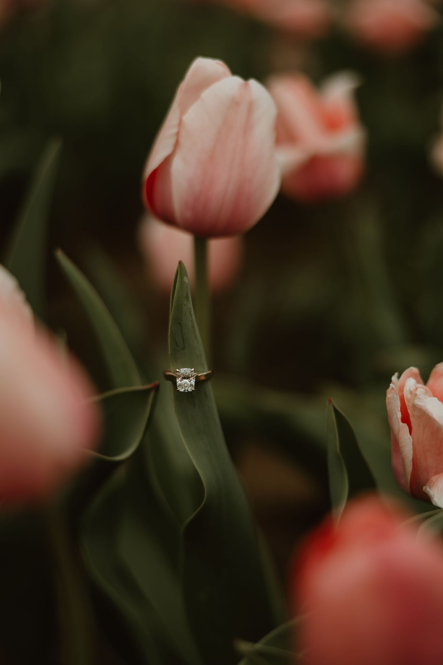 A diamond engagement ring resting on a tulip stem surrounded by soft pink blooming tulips in a garden.