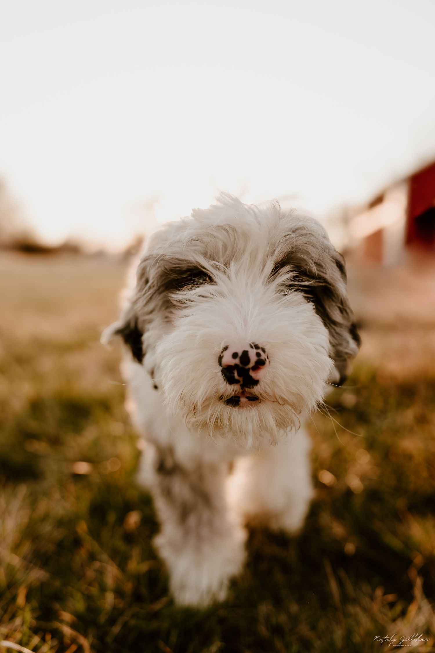 A shaggy white dog with black patches looks directly at the camera with its nose in focus during golden hour.