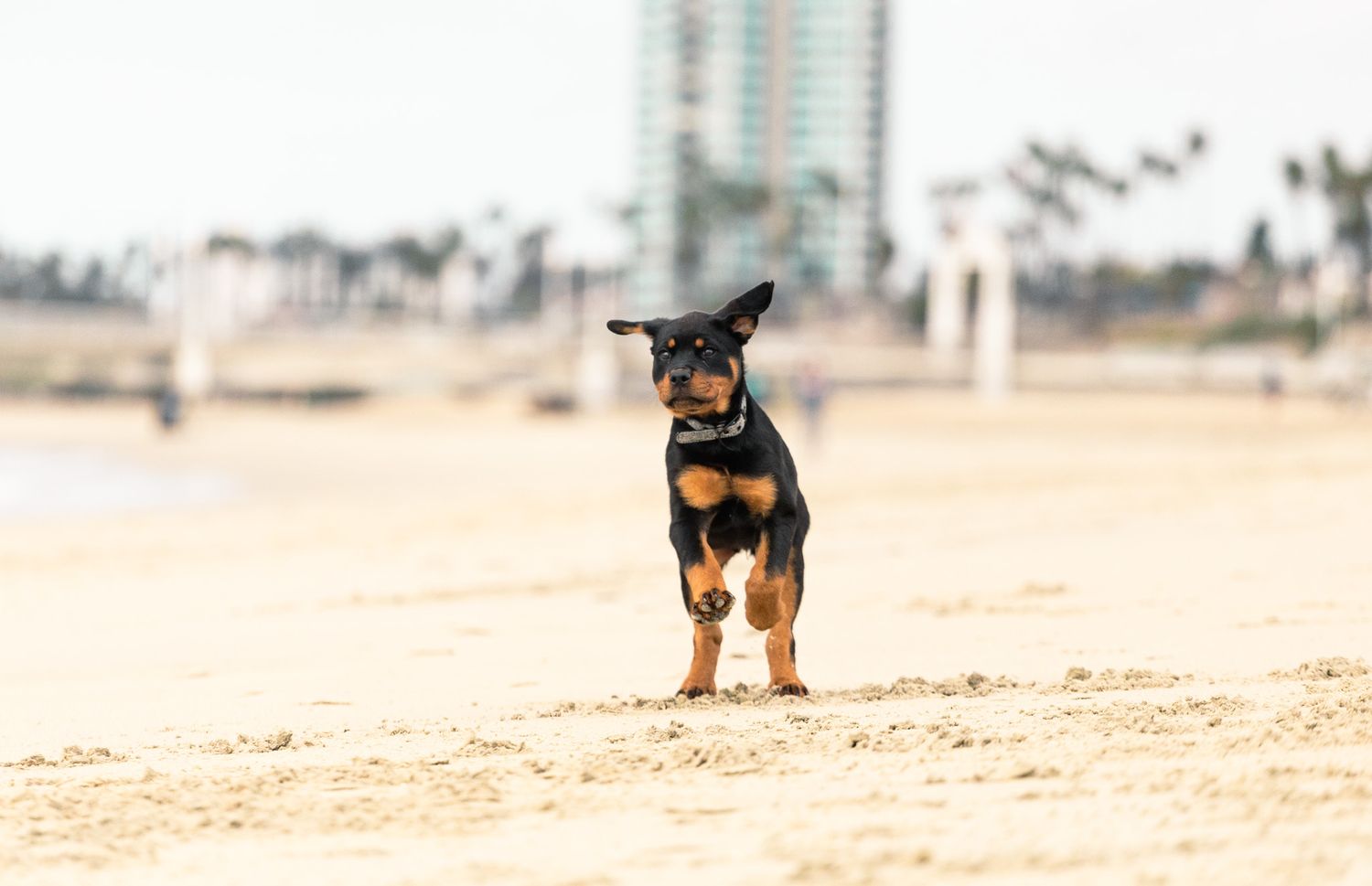 A small black and tan puppy stands alone on a sandy beach with blurred background.