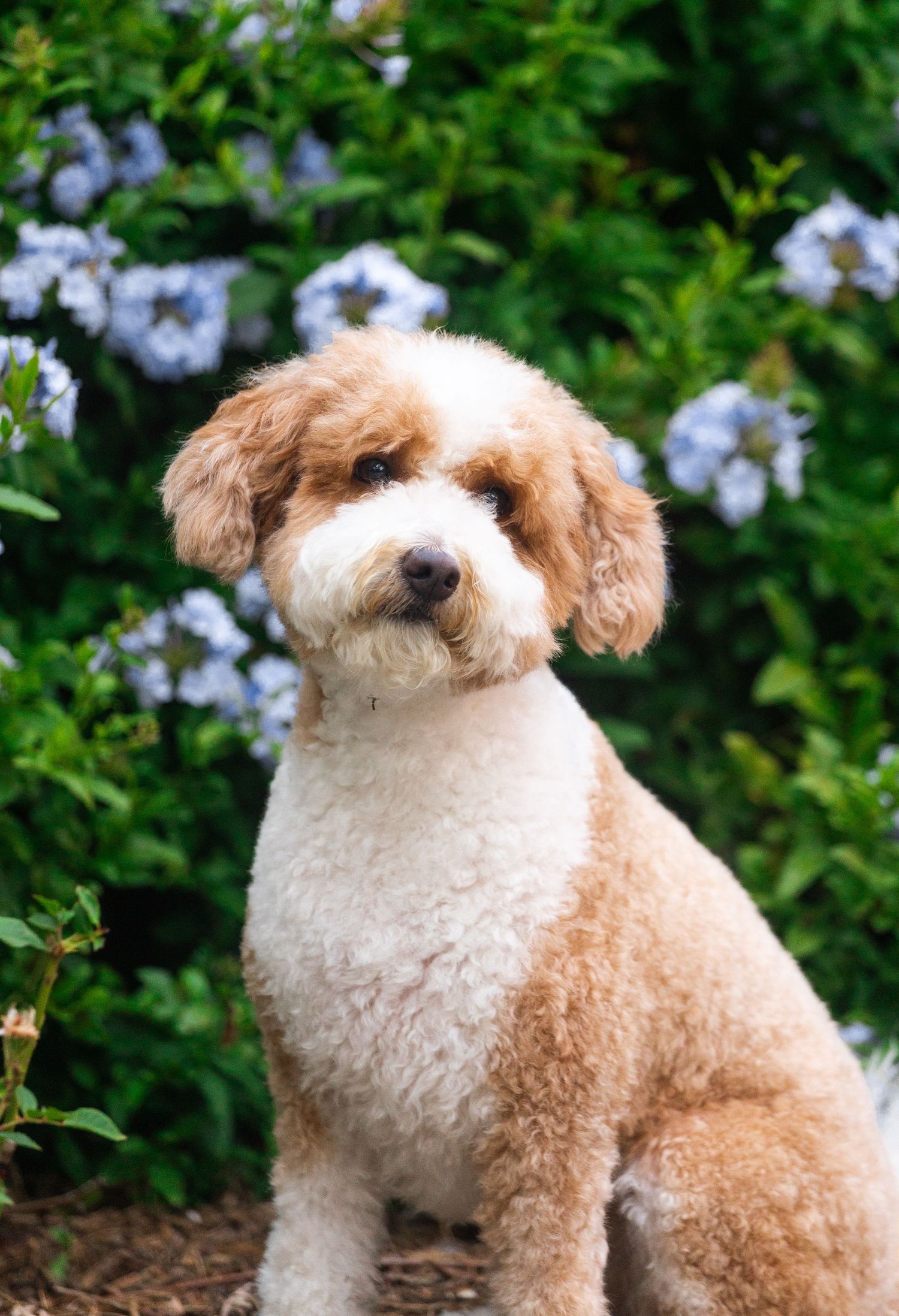 Fluffy white and brown dog with curly fur sits in a garden with purple flowers in the background.