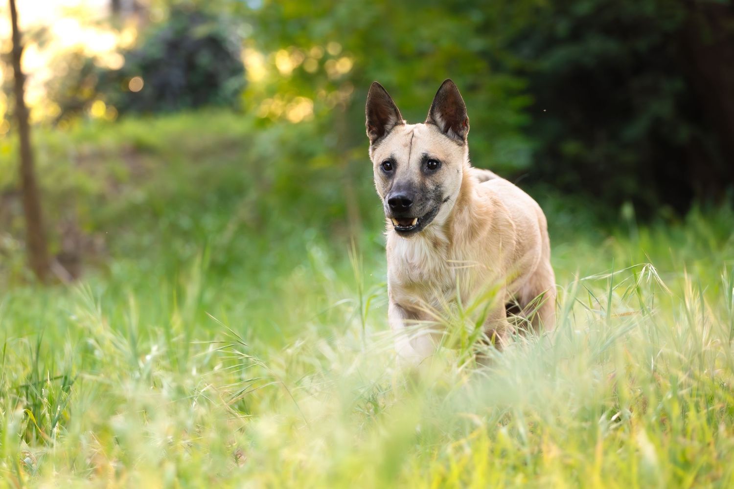 A tan German Shepherd dog running through tall green grass in a sunlit outdoor field.