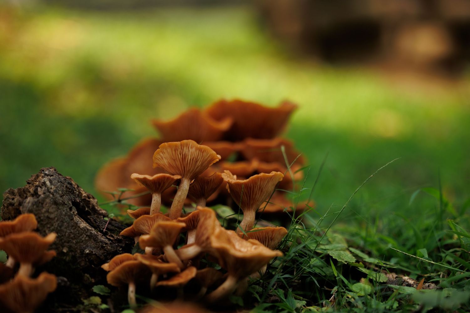 Brown fungi growing in clusters on mossy green forest ground, photographed from a low angle.