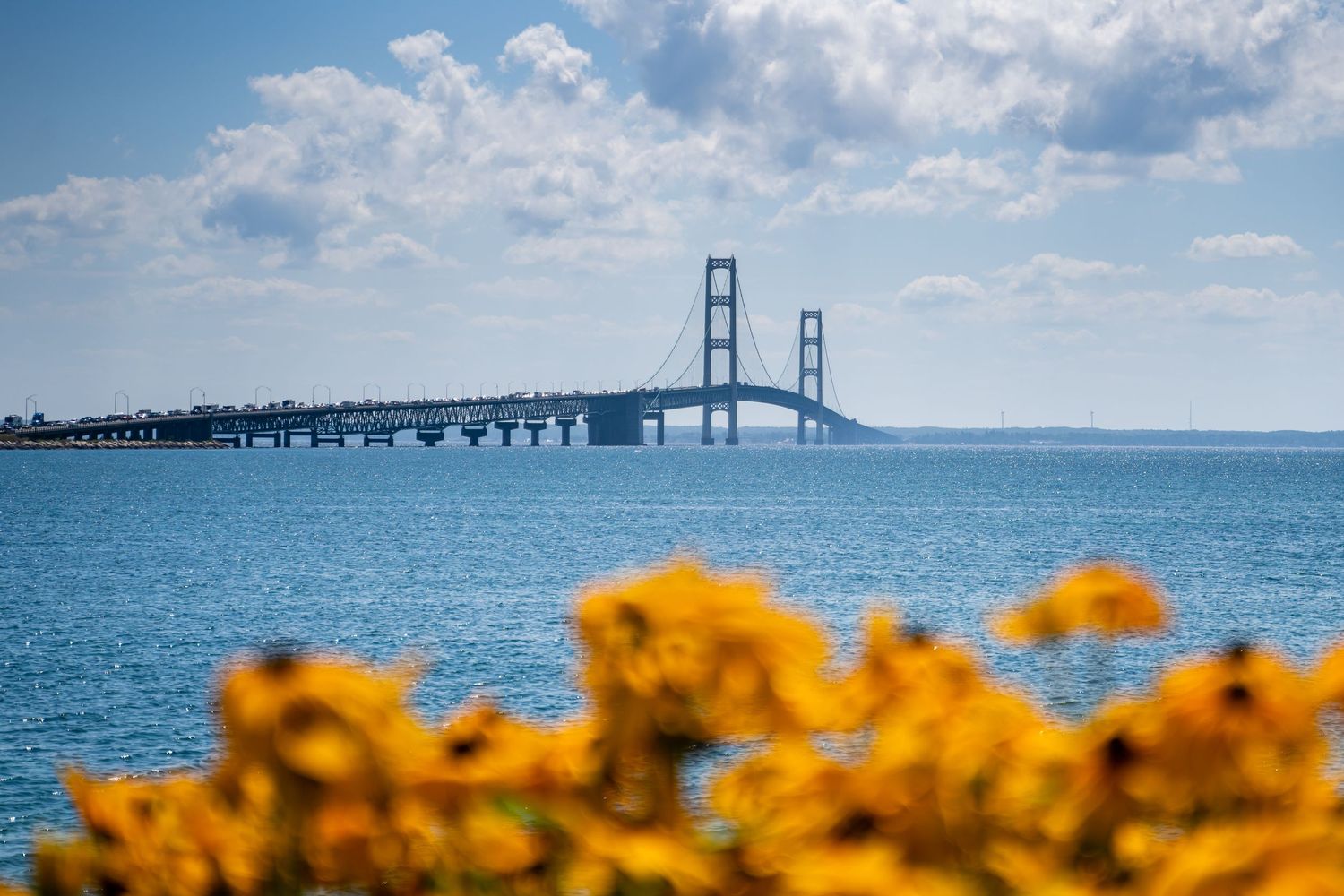 Seven landscape images of the Mackinac Bridge in Michigan with yellow wildflowers in the foreground against blue skies.