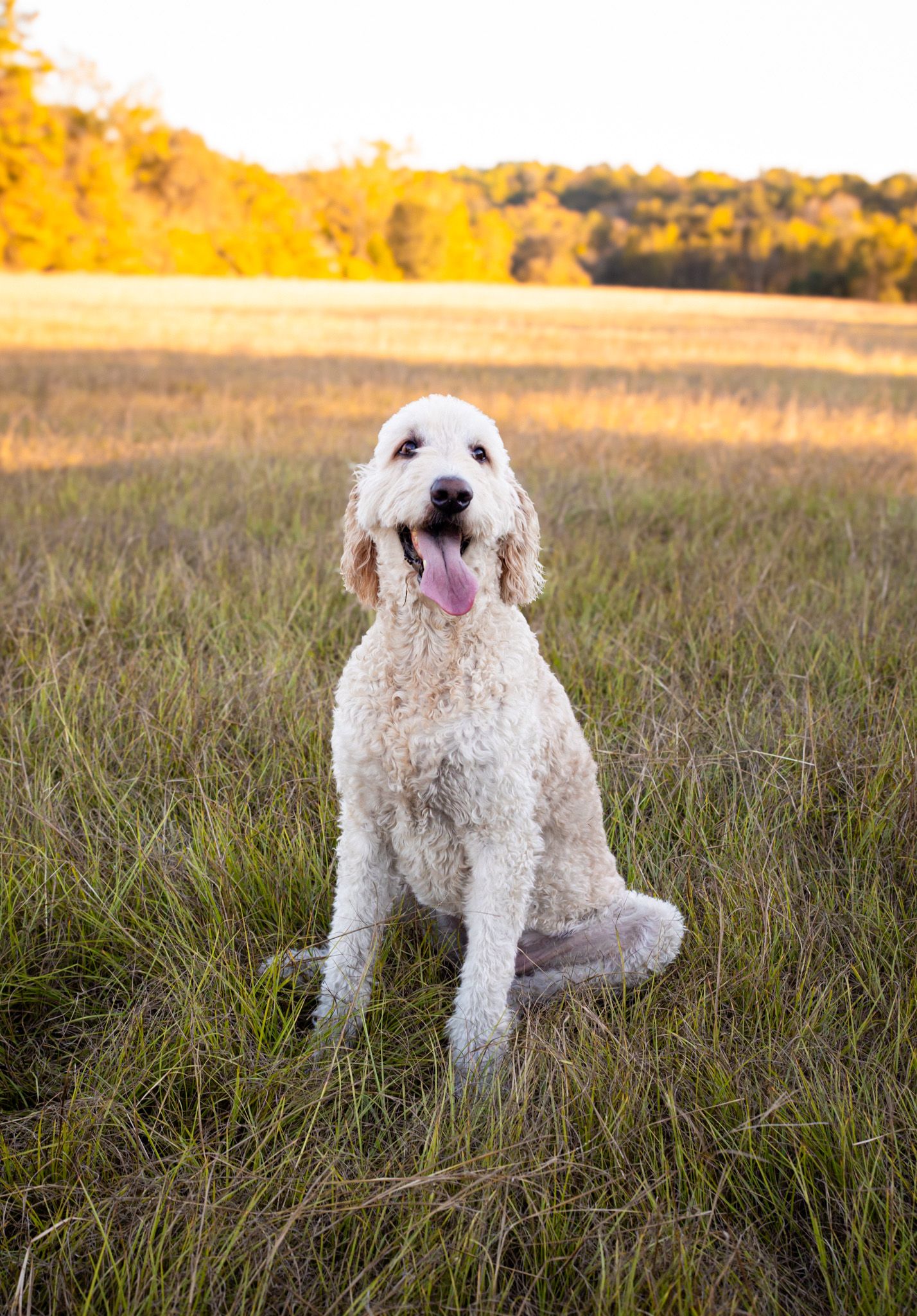 Pet photography