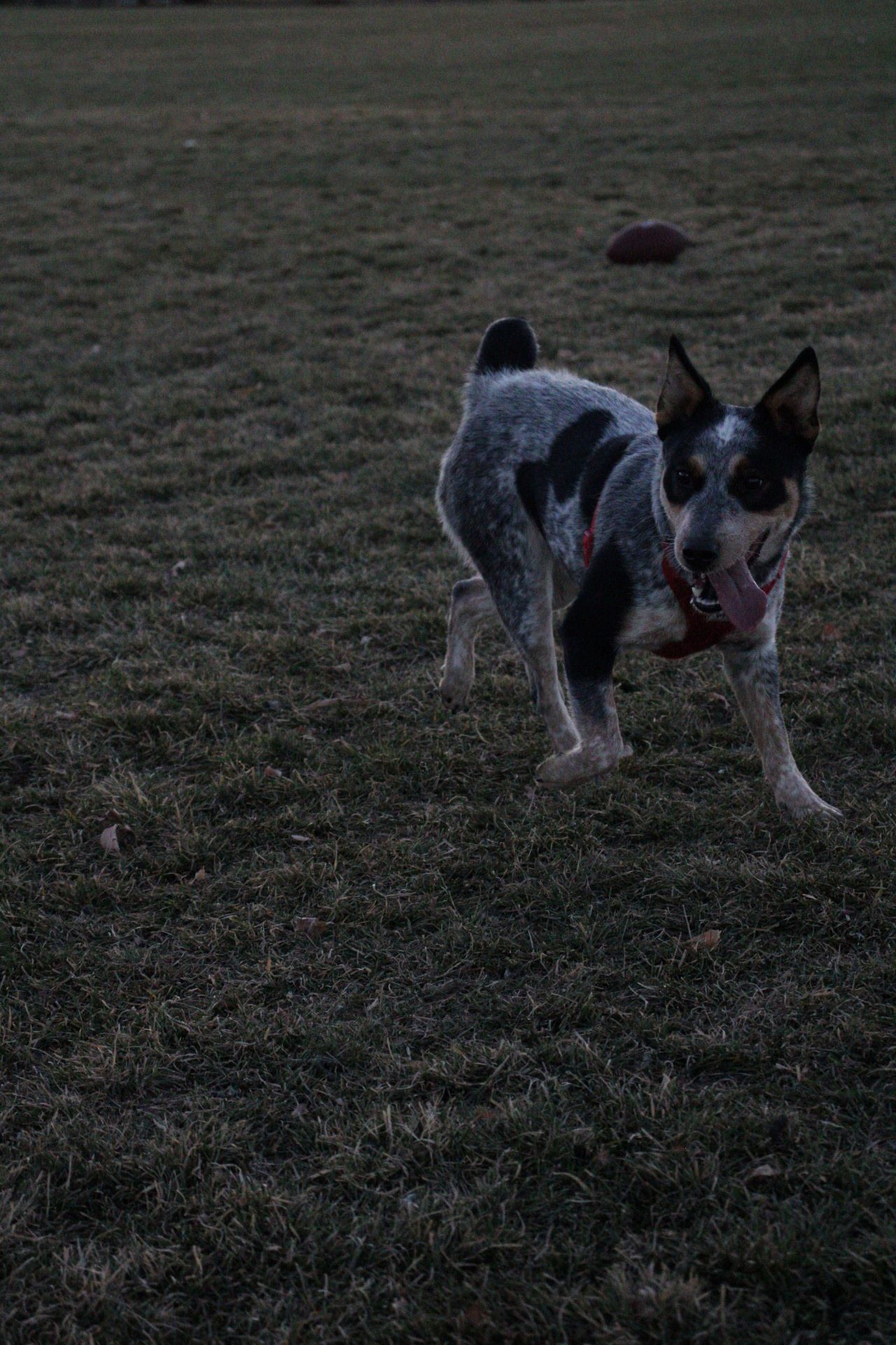 Blue healer