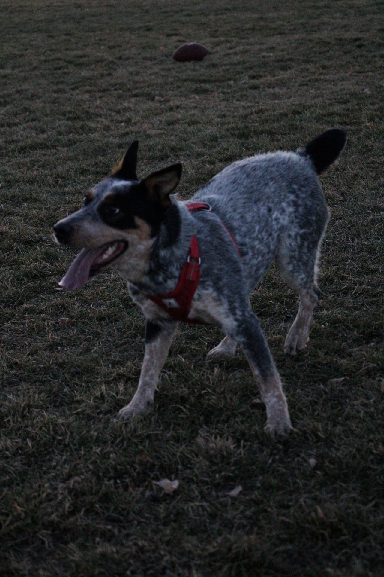 Blue healer