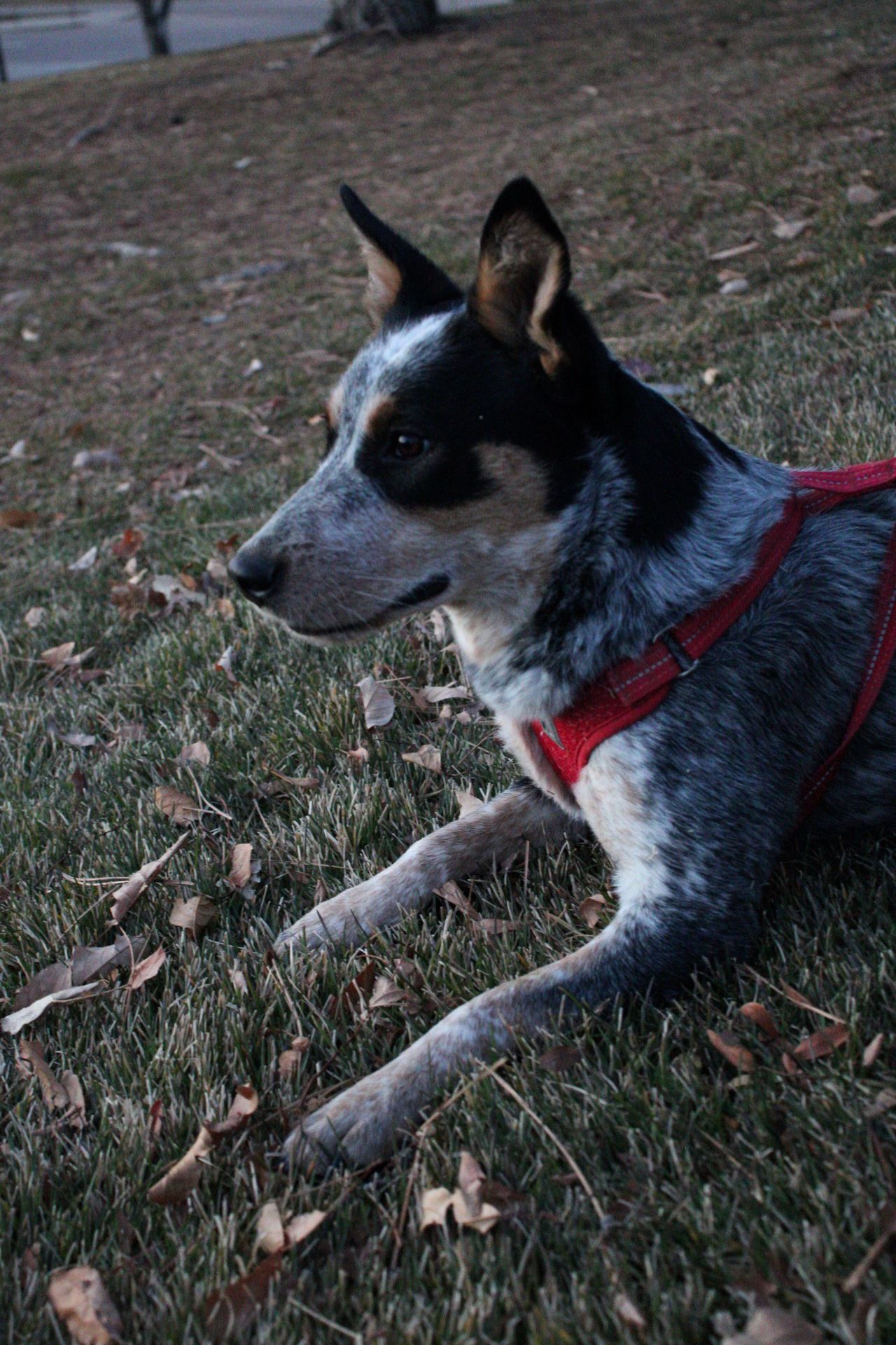 Blue healer
