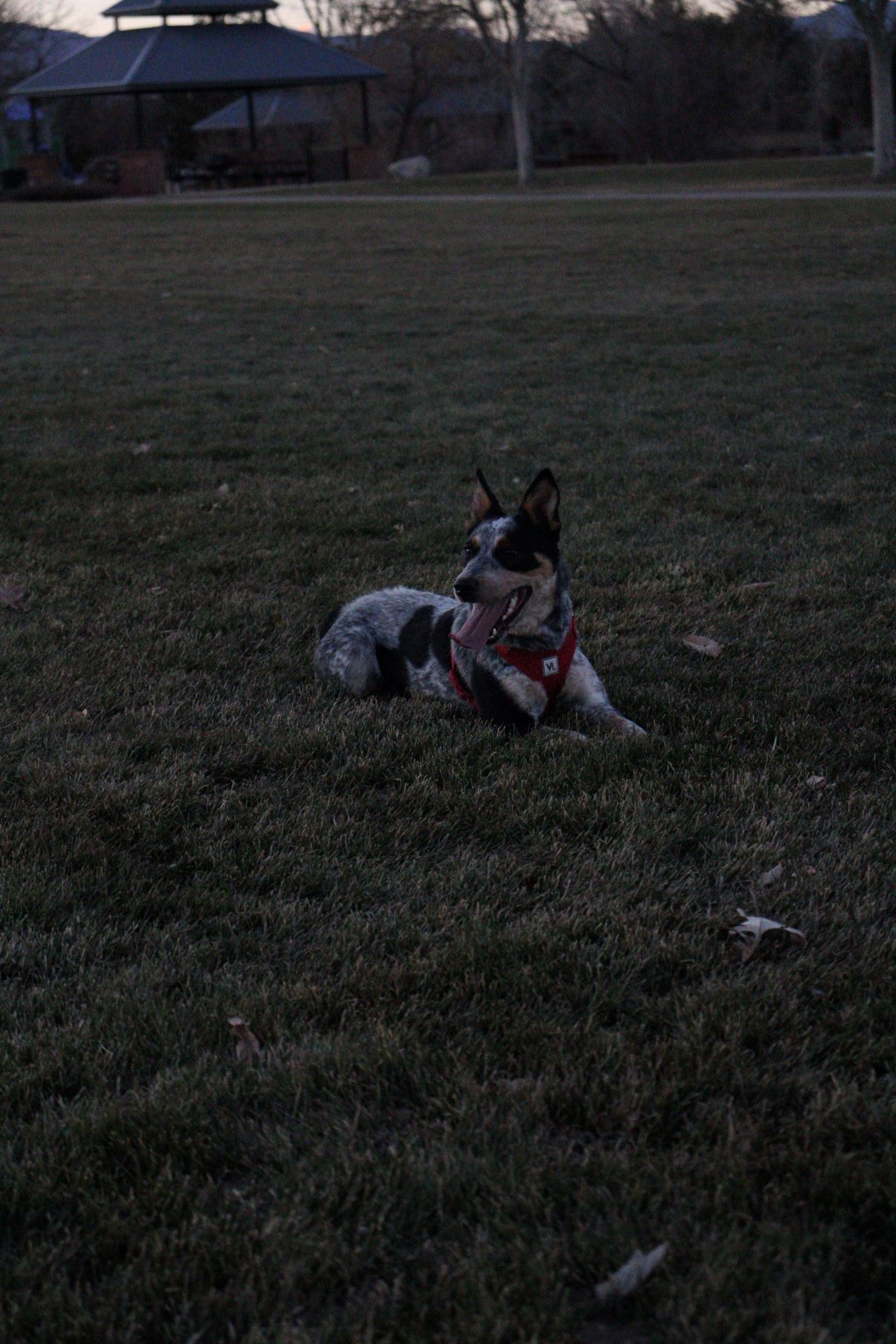 Blue healer