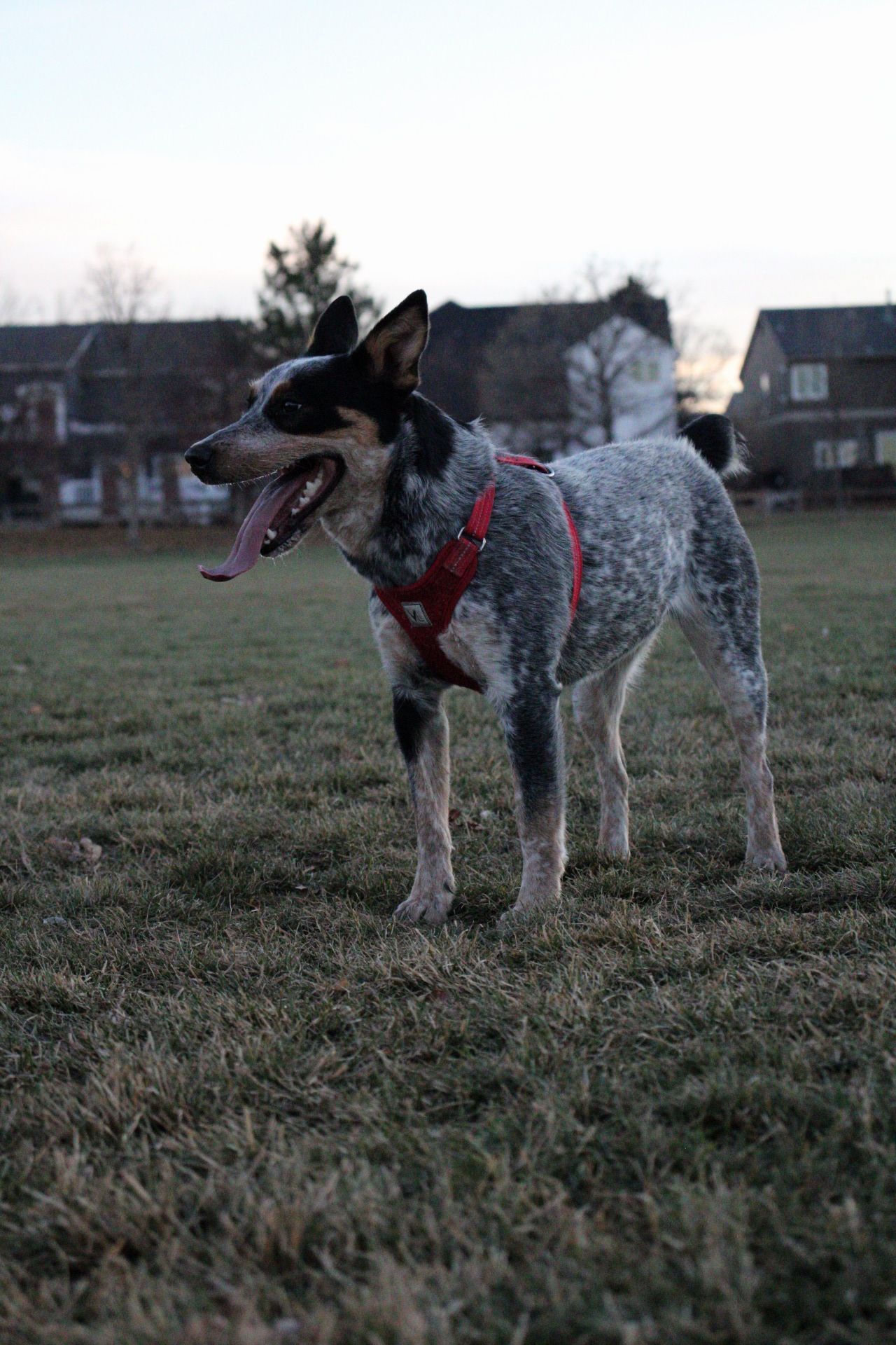 Blue healer