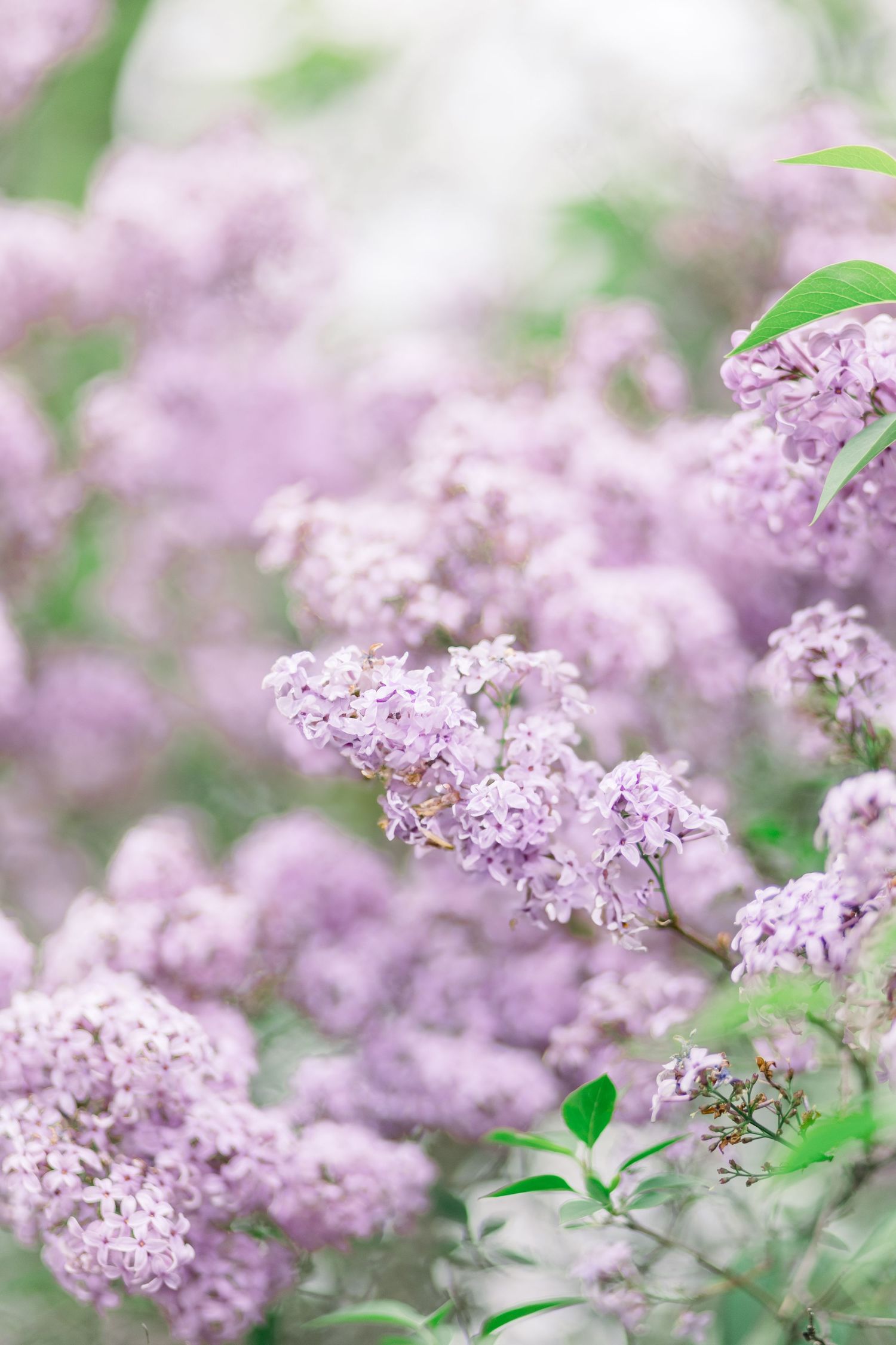 Delicate clusters of light purple lilac flowers bloom against soft blurred background with green leaves.