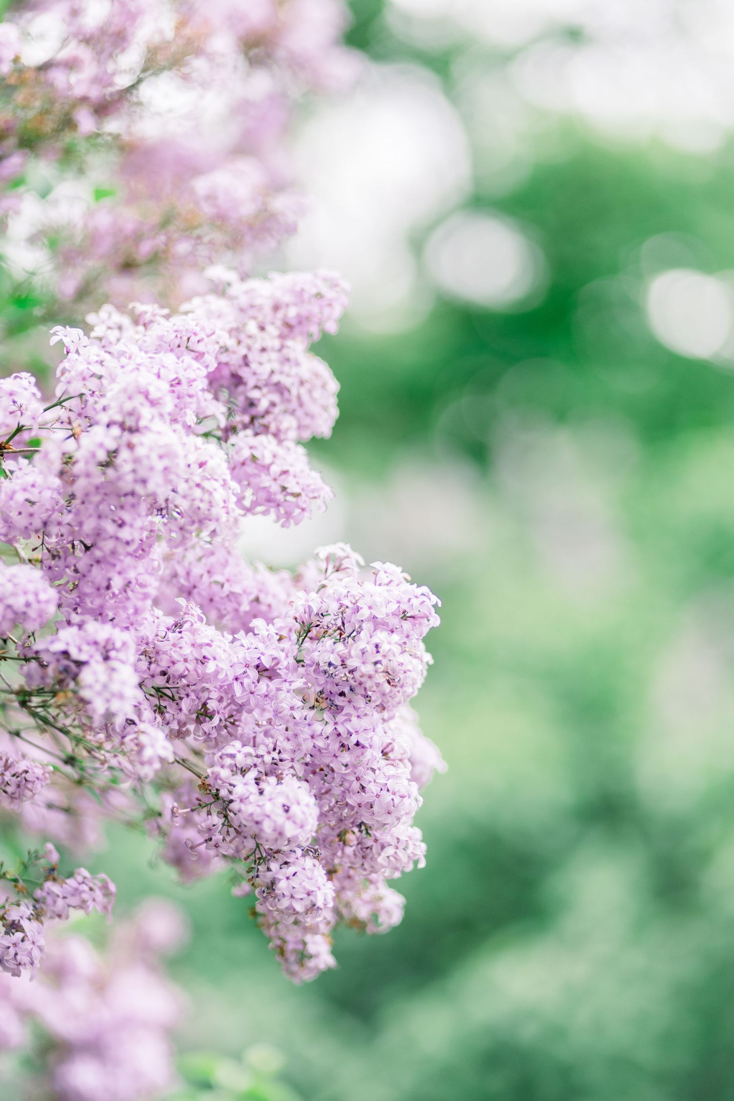 Delicate pink lilac blossoms bloom against a soft green bokeh background in spring.