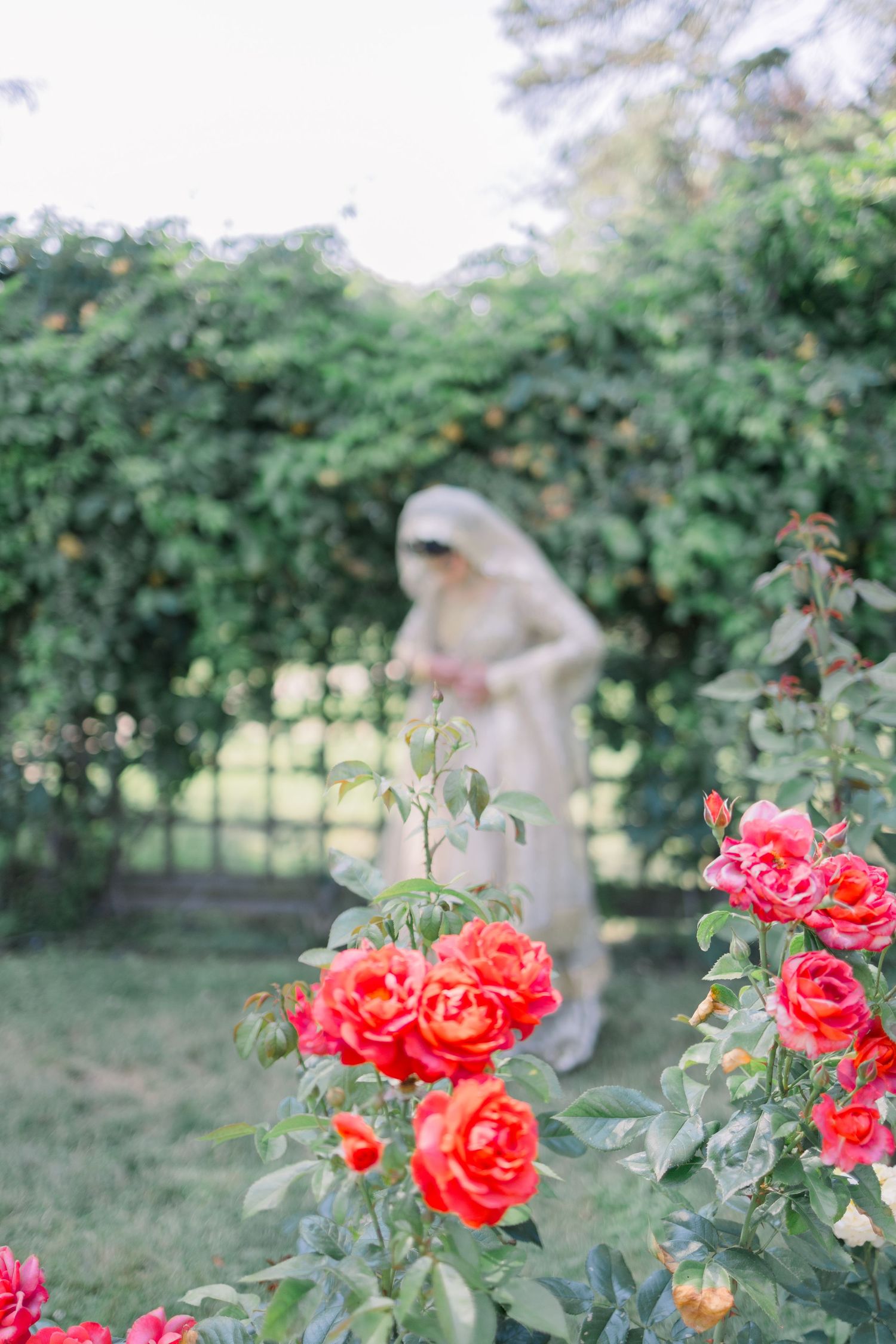 Vibrant coral roses bloom in a garden with a blurred figure walking in the background.