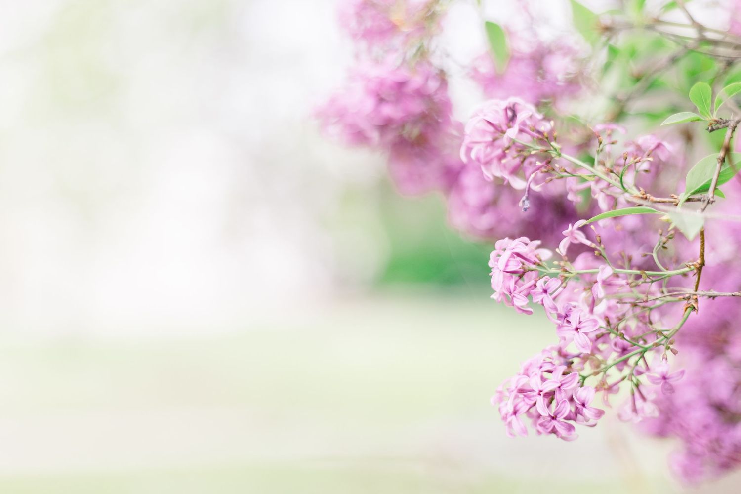 Delicate pink cherry blossoms bloom against a soft blurred background in springtime.