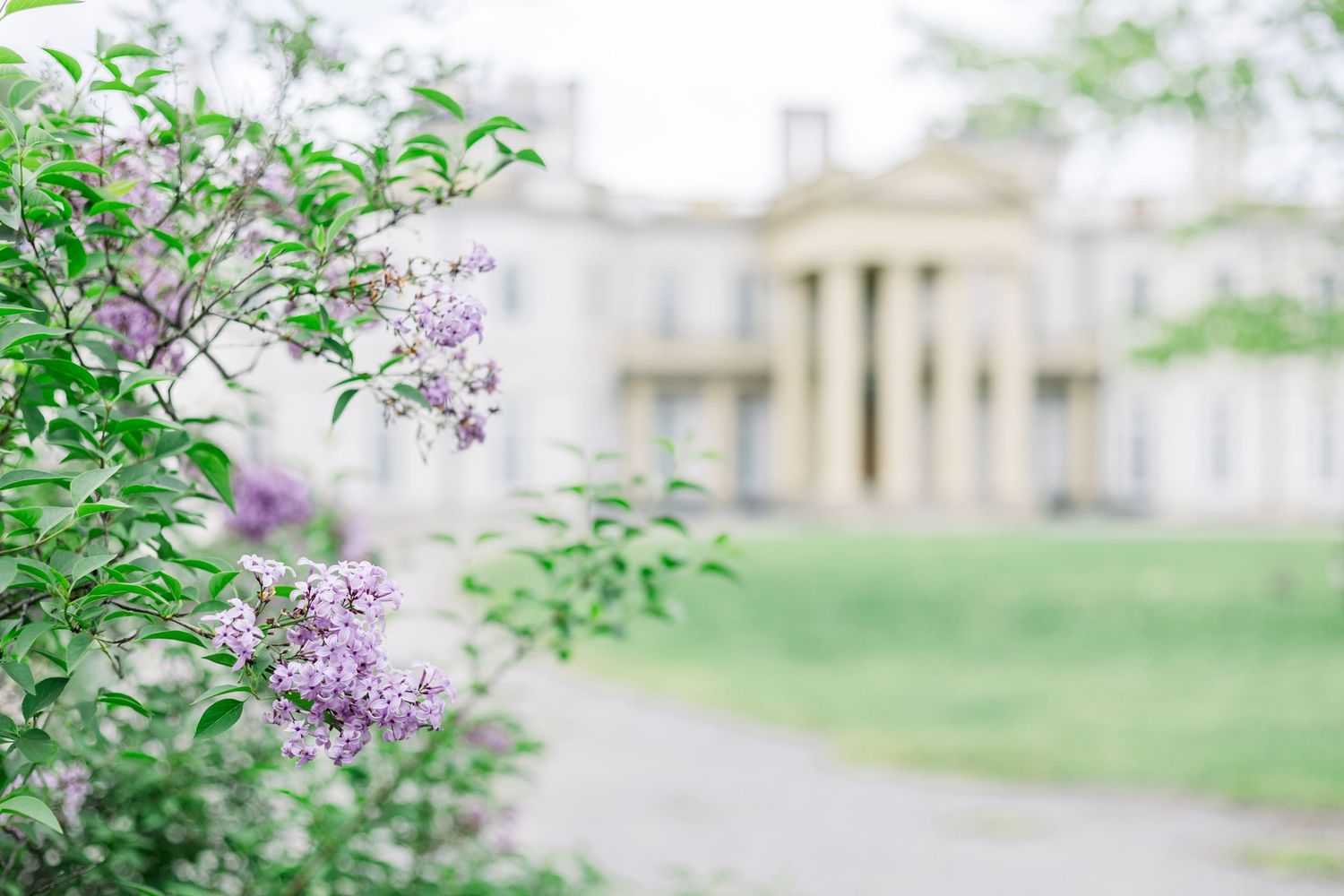 A beautiful lilac bush with purple blooms frames the view of a stately white building in the background.