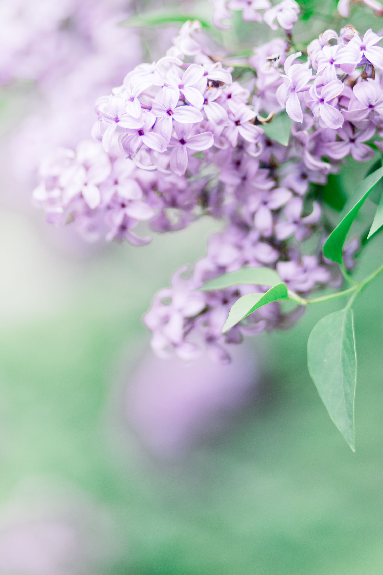 Delicate light purple lilac blossoms with soft green leaves bloom against a blurred natural background.