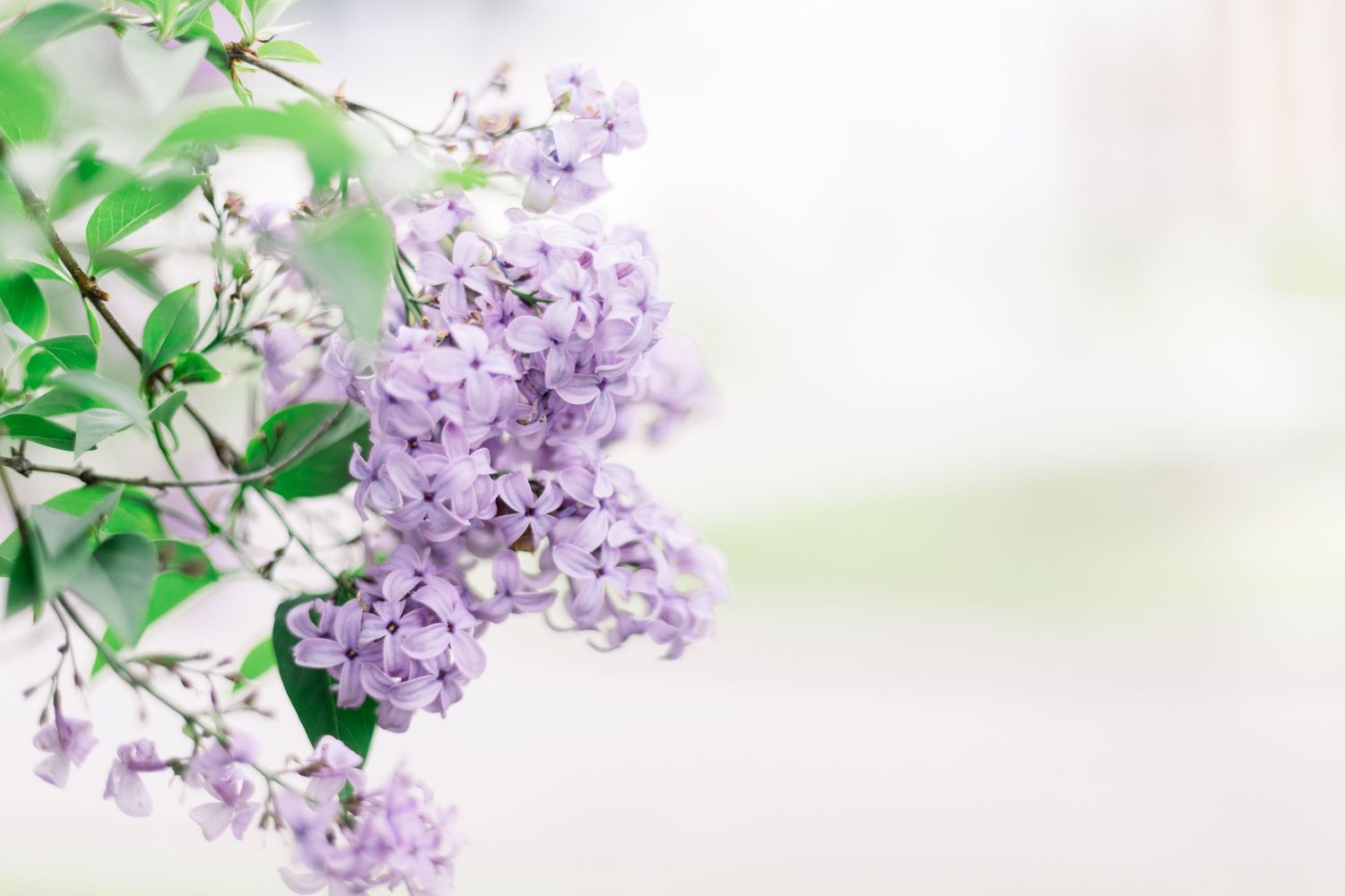 Delicate purple lilac flowers bloom against soft white background with green leaves in spring.