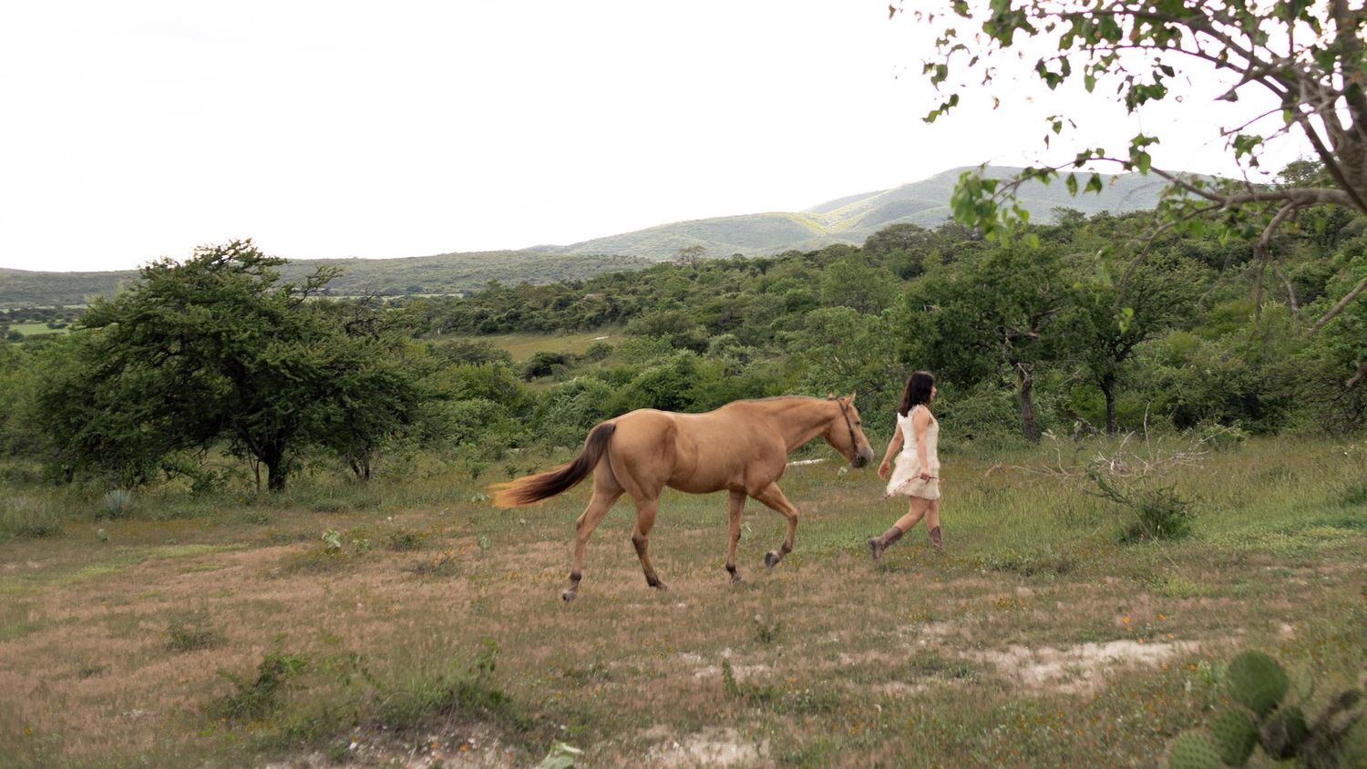 A woman in a white dress walks beside a golden palomino horse across a dry grassy field with trees and rolling green hills behind them.