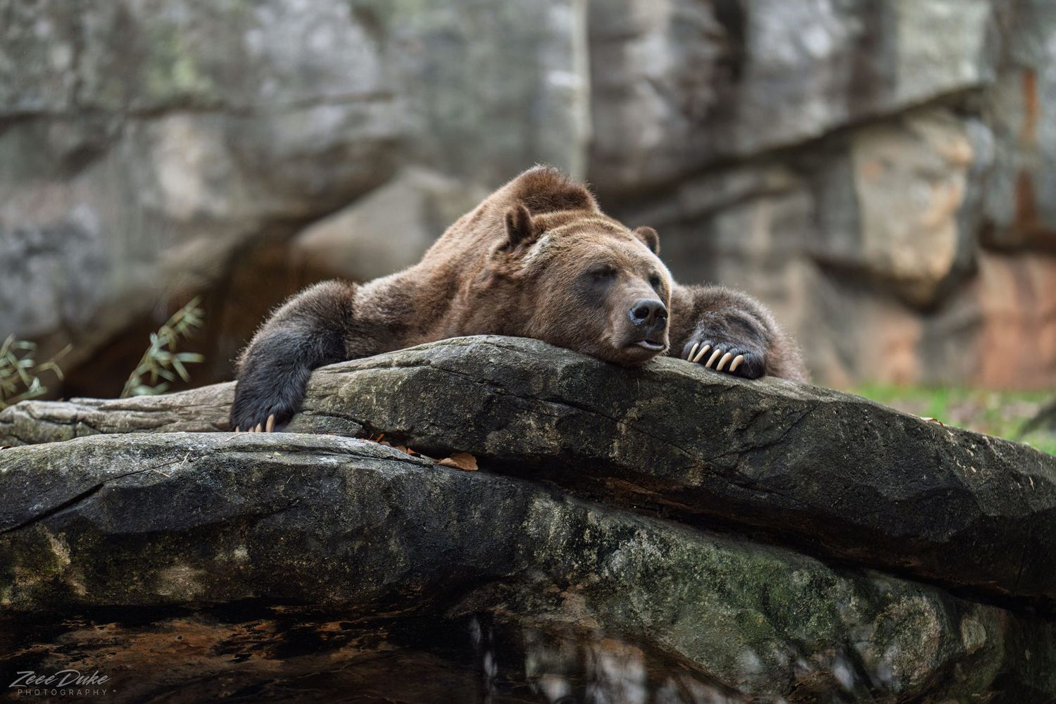 A grizzly bear resting during the day at the North Carolina Zoo.