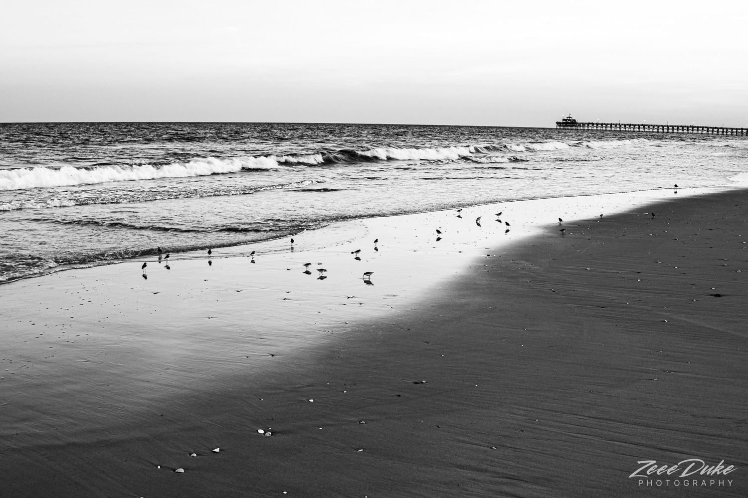 Small shorebirds searching for food at low tide in Myrtle Beach.
