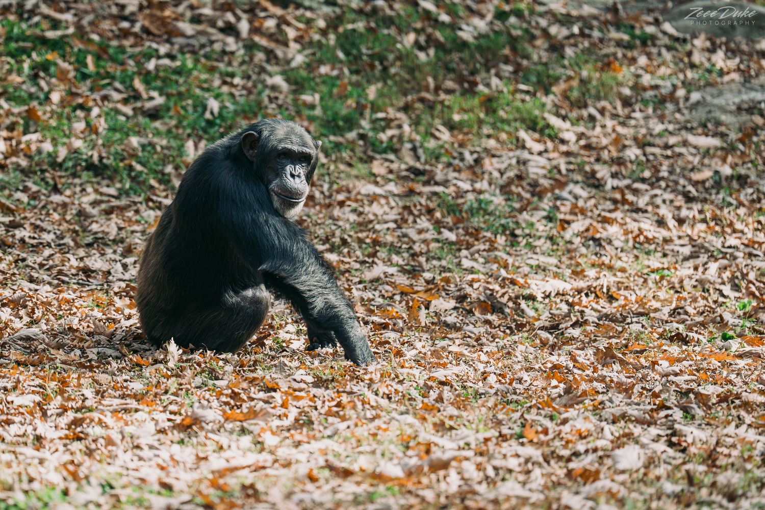 A chimpanzee sitting in a pile of leaves at the North Carolina Zoo