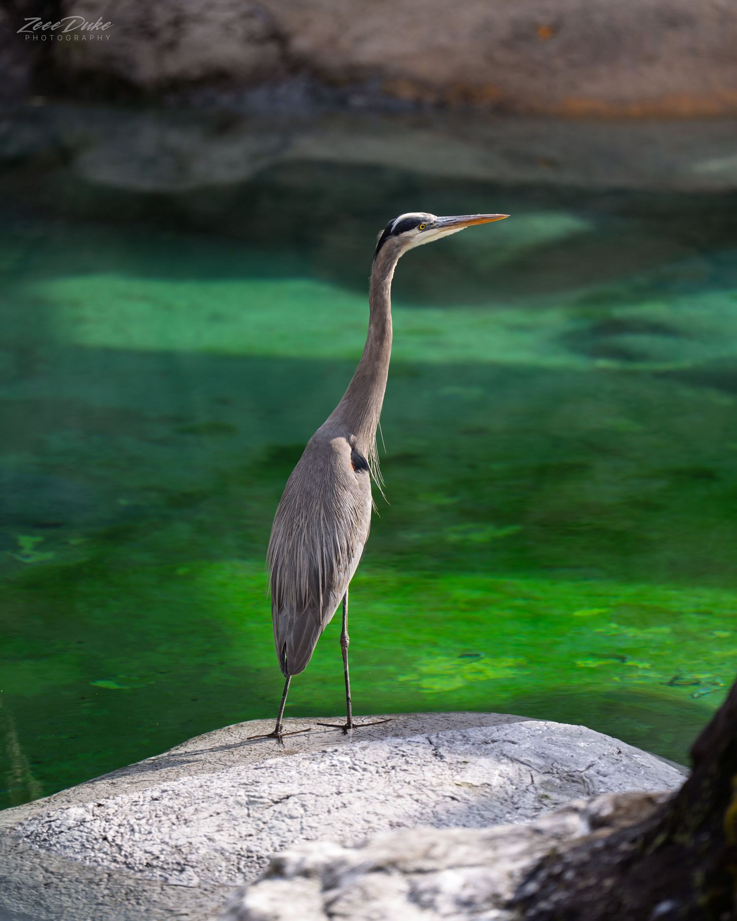 A heron stands on a rock at the North Carolina Zoo.