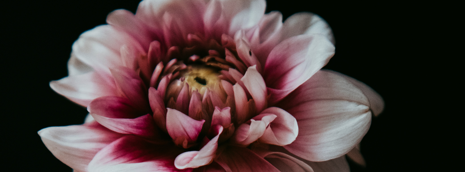 Close-up macro photograph of a pink and purple dahlia flower on dark background.