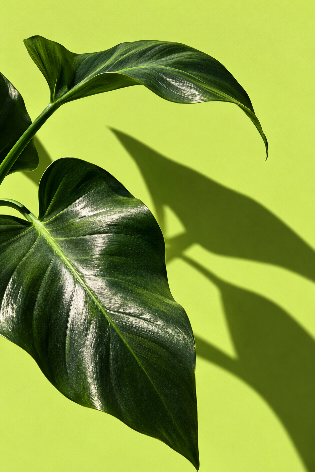 Glossy dark green philodendron leaves cast sharp shadows on a bright lime green wall in strong sunlight.
