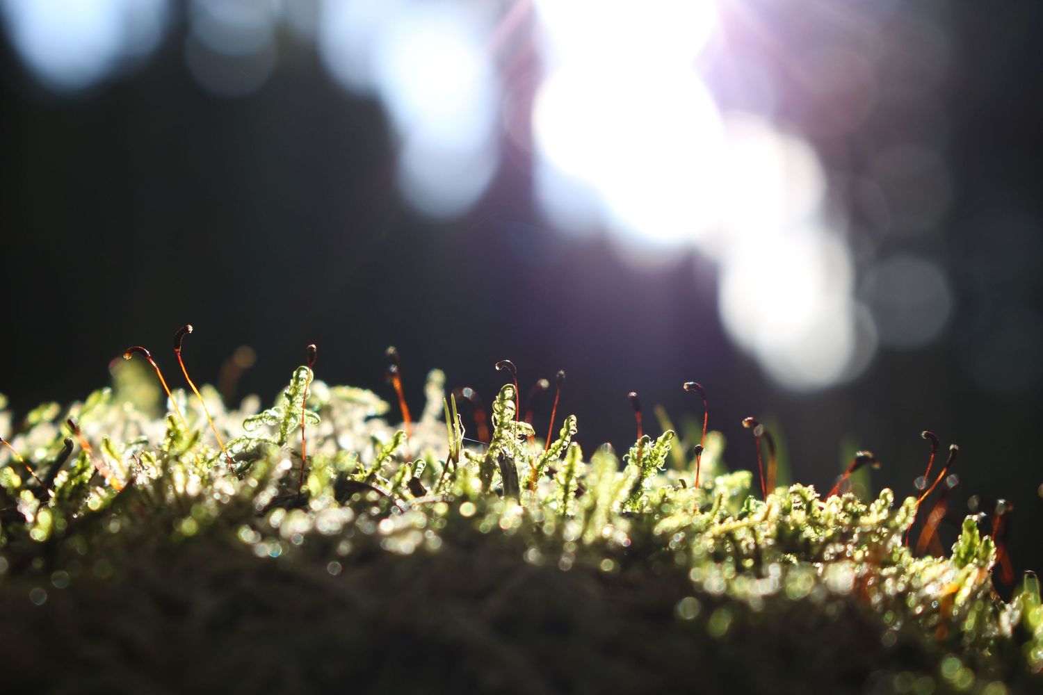 Close-up of vibrant green moss with delicate spore capsules backlit by sunlight in a dark forest setting.