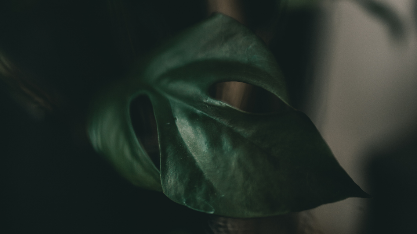 Close-up of a dark green tropical monstera leaf with natural splits against a blurred background.