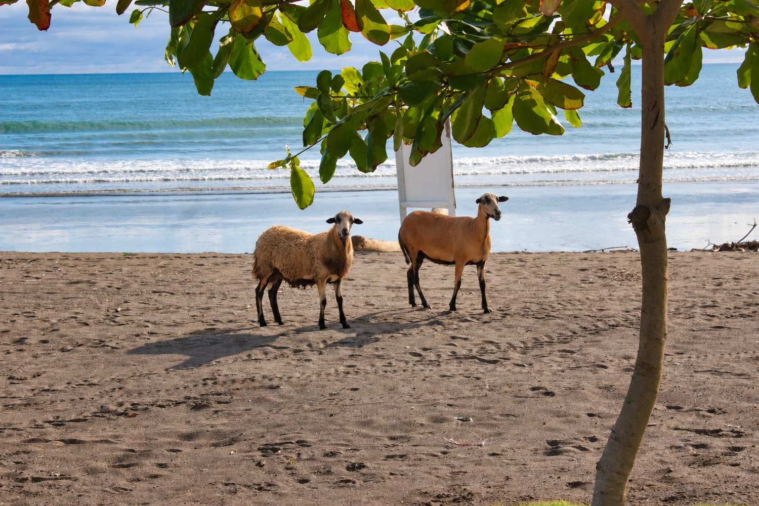 Two sheep standing on a sandy beach with turquoise ocean waves and green tropical tree leaves in the foreground.
