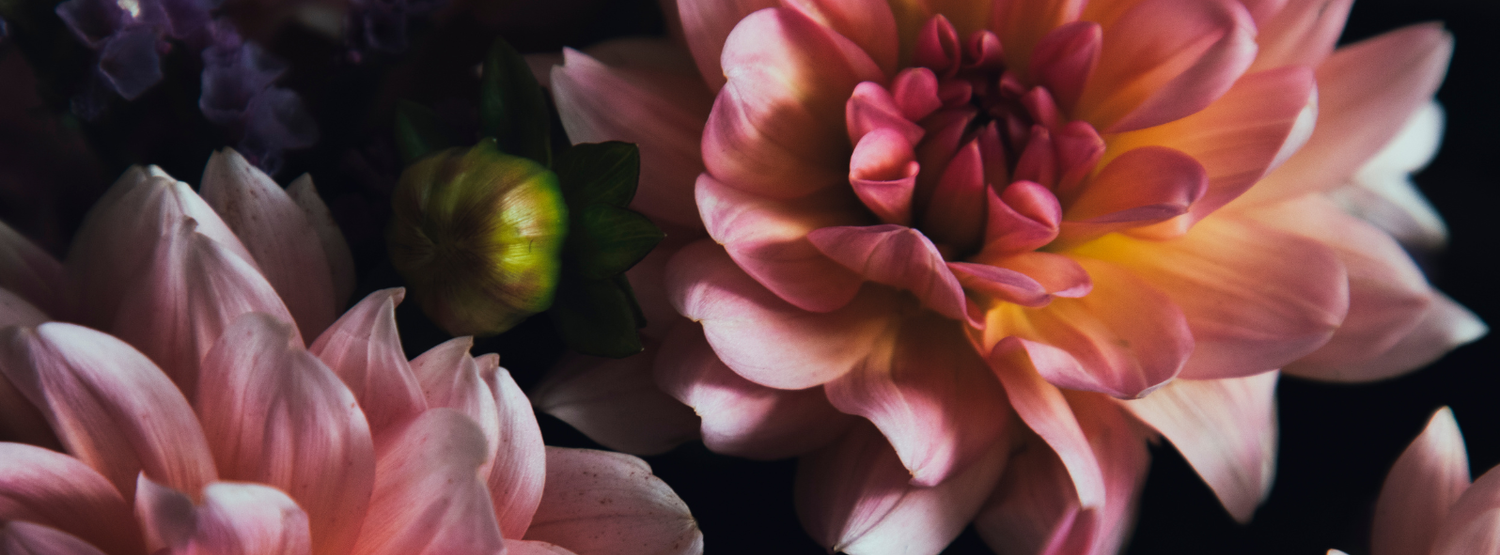 Beautiful pink and orange dahlia flowers in full bloom against a dark background.