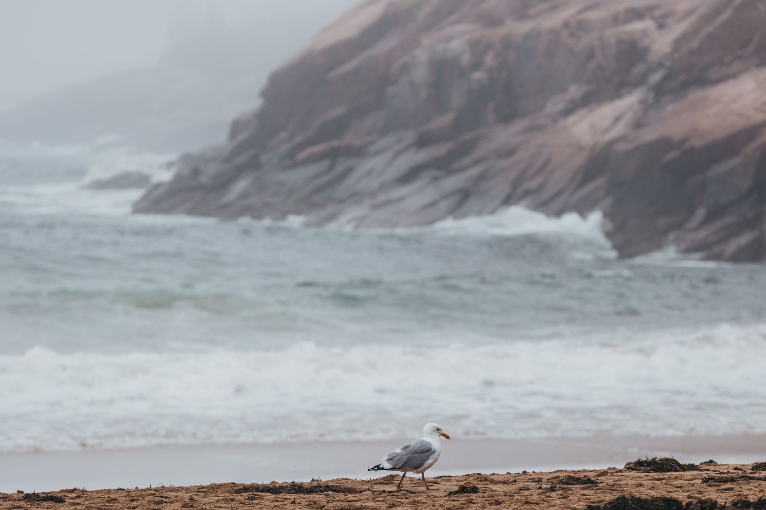 Seagull stands on rocky beach as waves crash against rugged coastal cliffs in the background. Acadia National Park, Bar Harbor Maine
