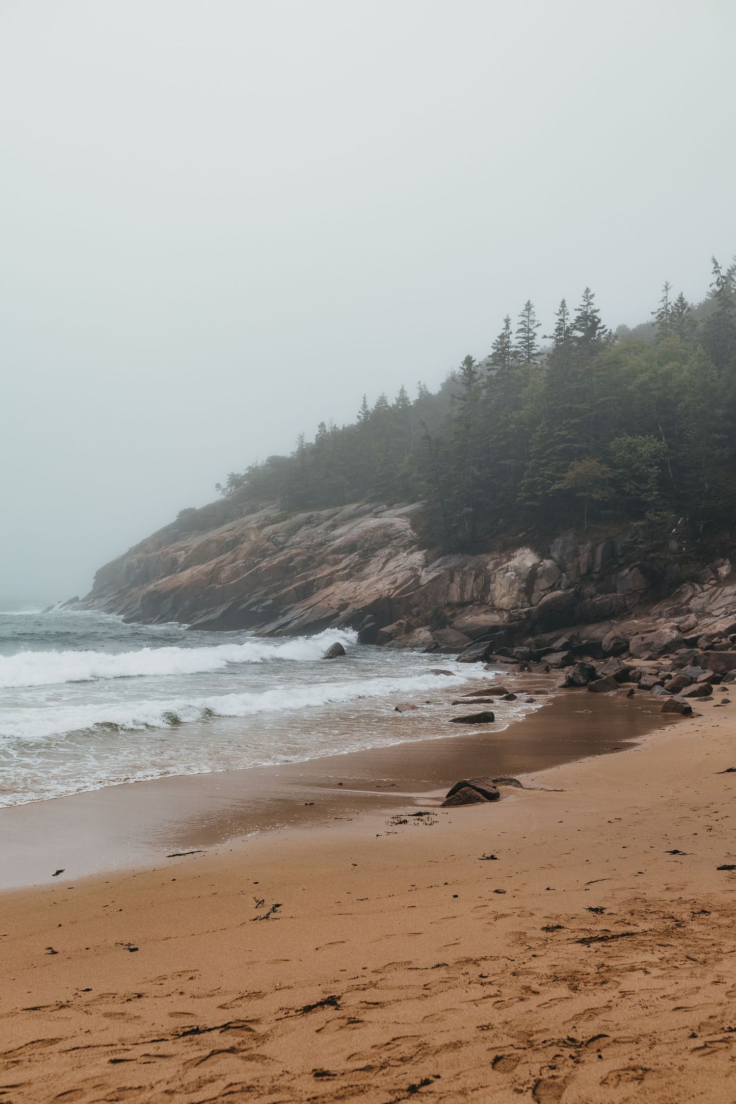 Foggy coastal landscape with pine trees and rocky shoreline at Sand Beach.