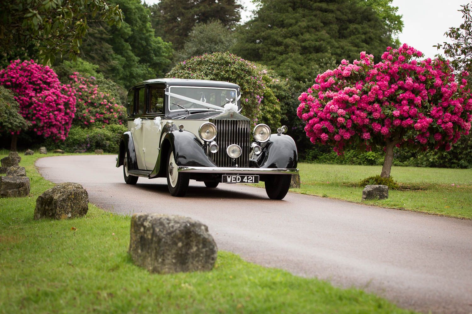 Vintage Rolls Royce luxury car parked on driveway with blooming pink rhododendrons and green gardens in background.
