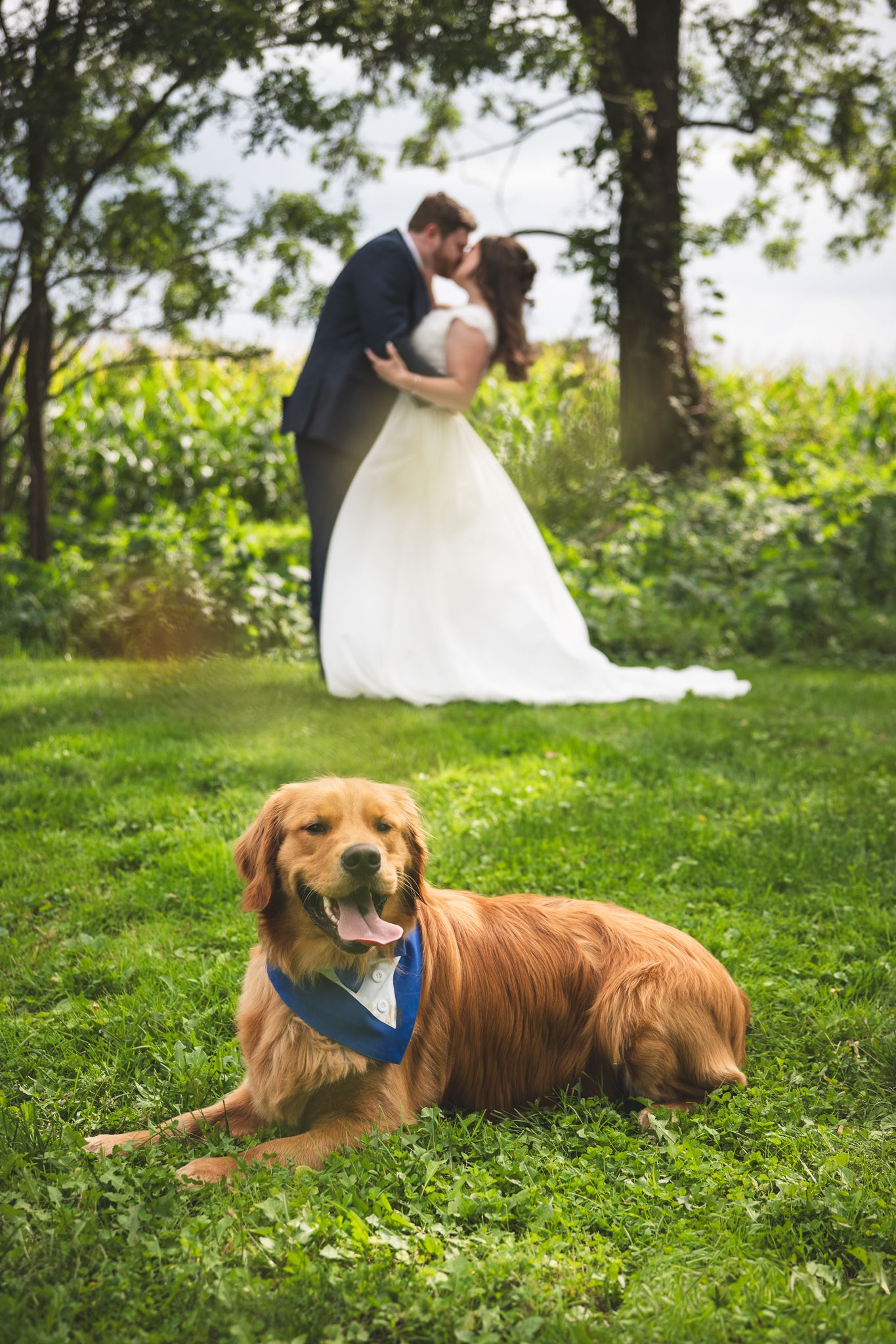 Golden retriever in a blue bandana lies on the grass while a bride and groom kiss in the background of this outdoor wedding portrait.