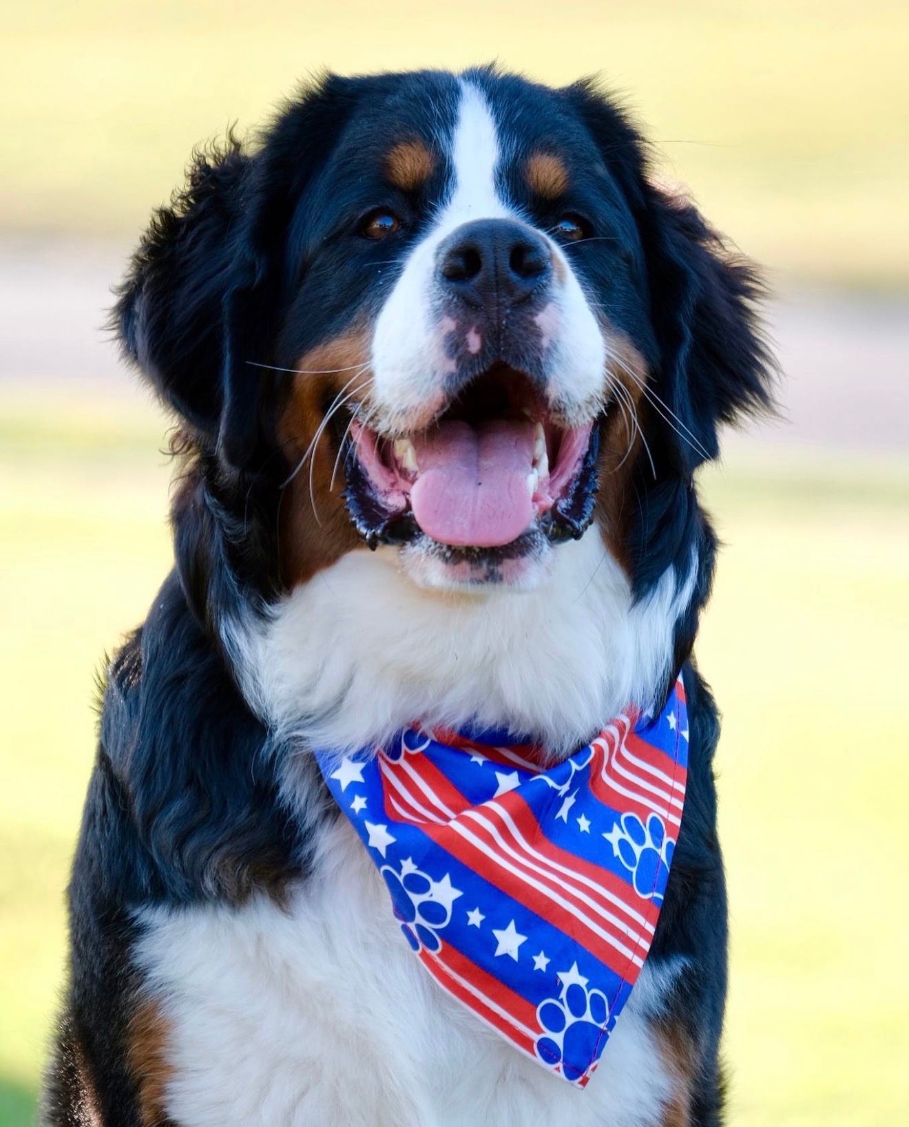 A happy Bernese Mountain Dog with its tongue out wears a red, white and blue paw print bandana while sitting on a sunny lawn.