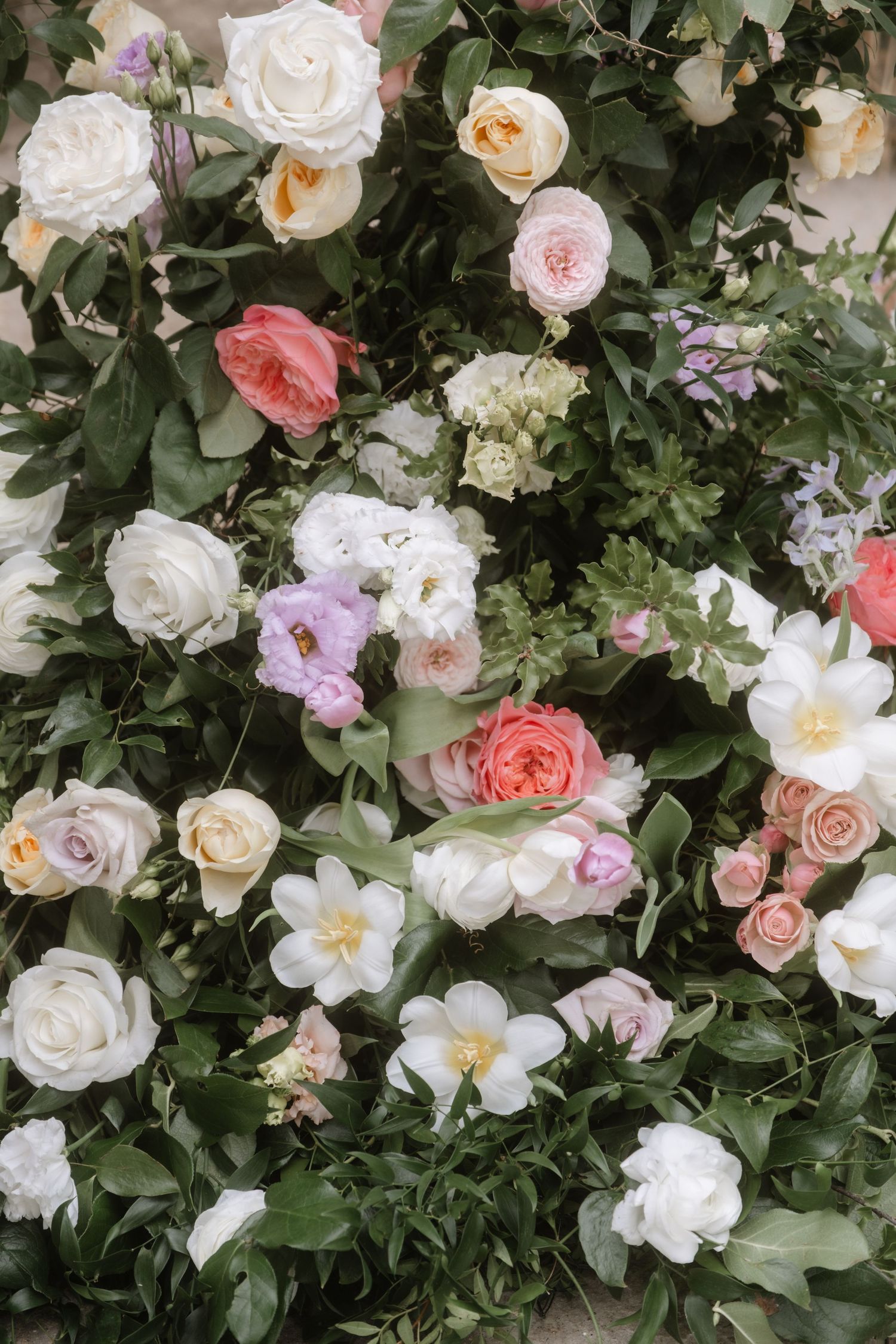 Beautiful climbing roses in shades of white, pink and peach growing on a lush green wall.