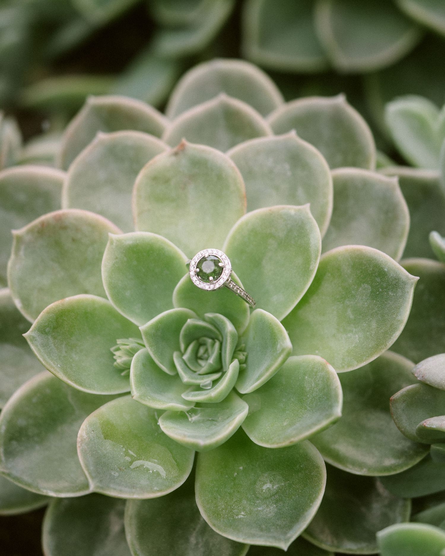 Close-up of succulent plants with fleshy green leaves arranged in a rosette pattern.