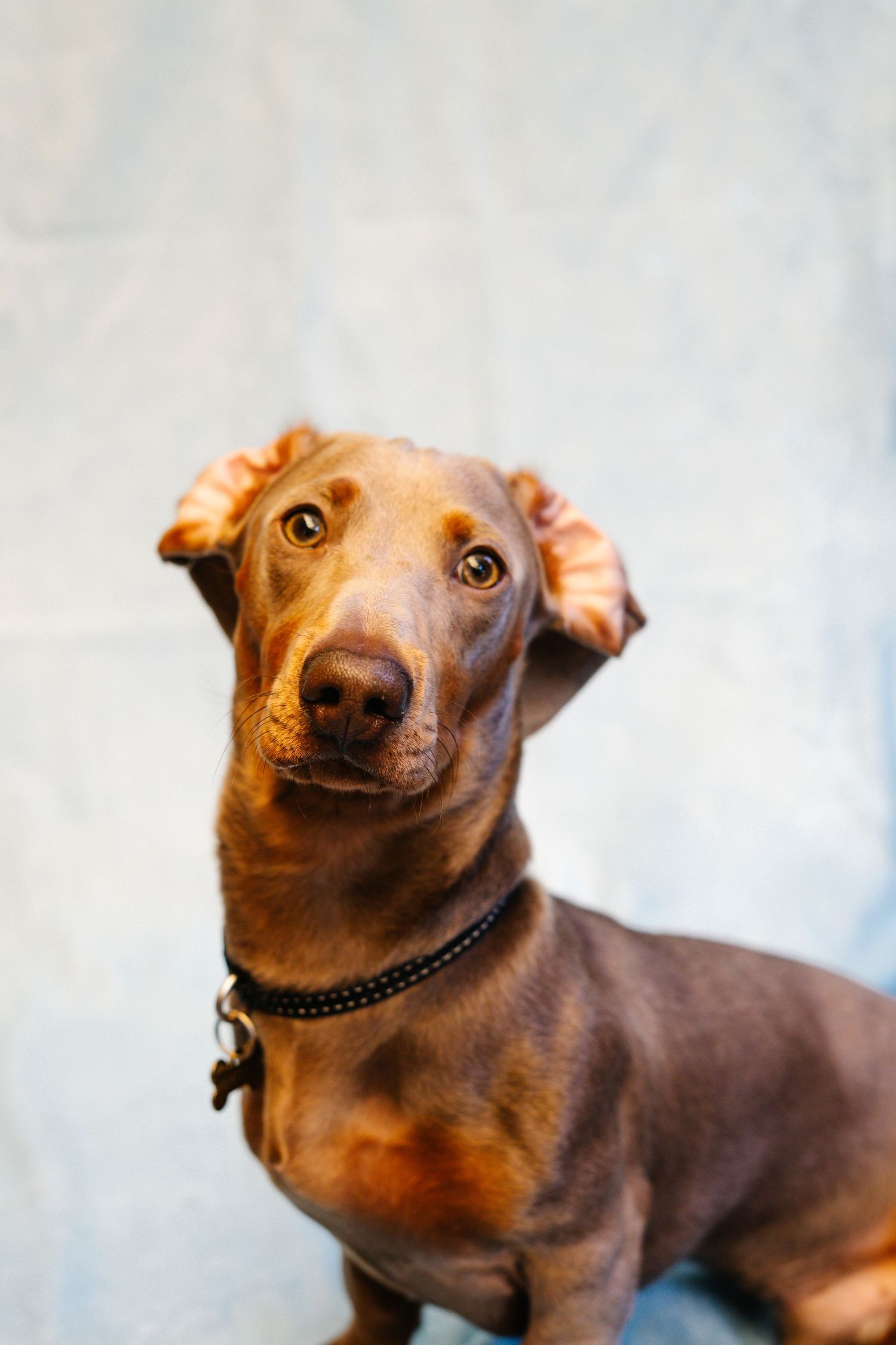 A brown Dachshund dog with floppy ears wearing a black collar sits against a light blue background.
