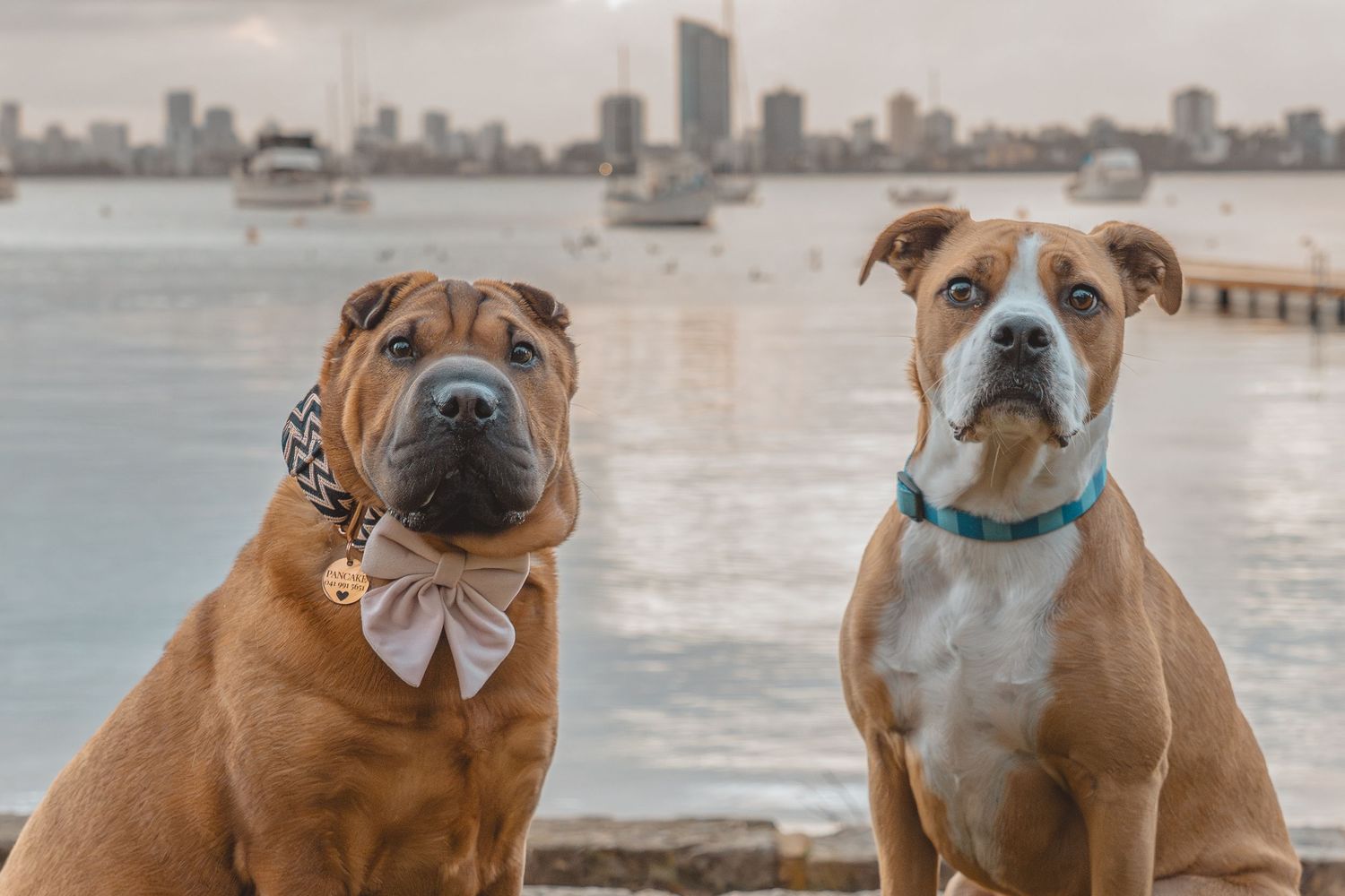 Shar Pei with bow tie and Boxer wearing teal collar sitting together by a waterfront city skyline.